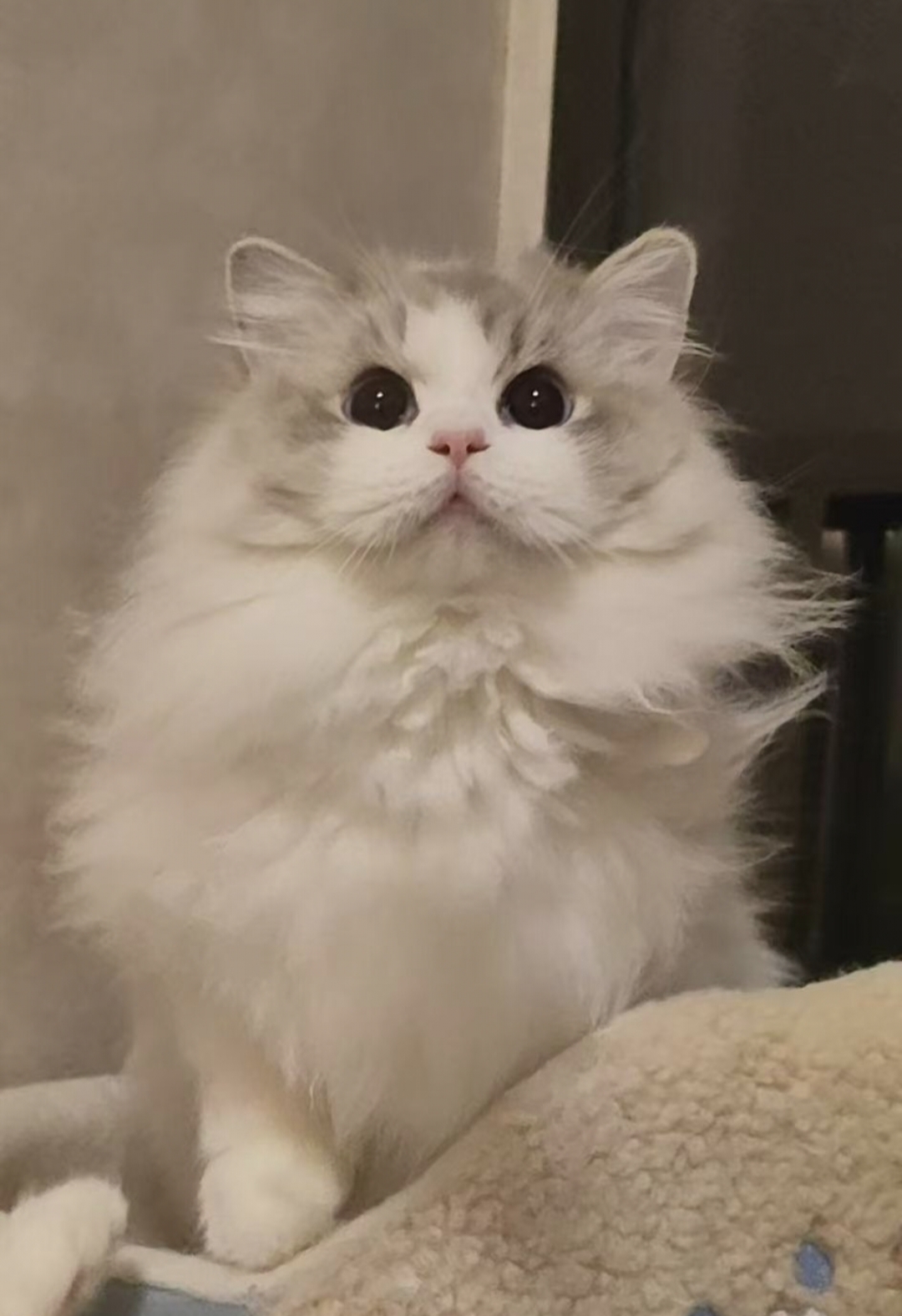 杜松子
