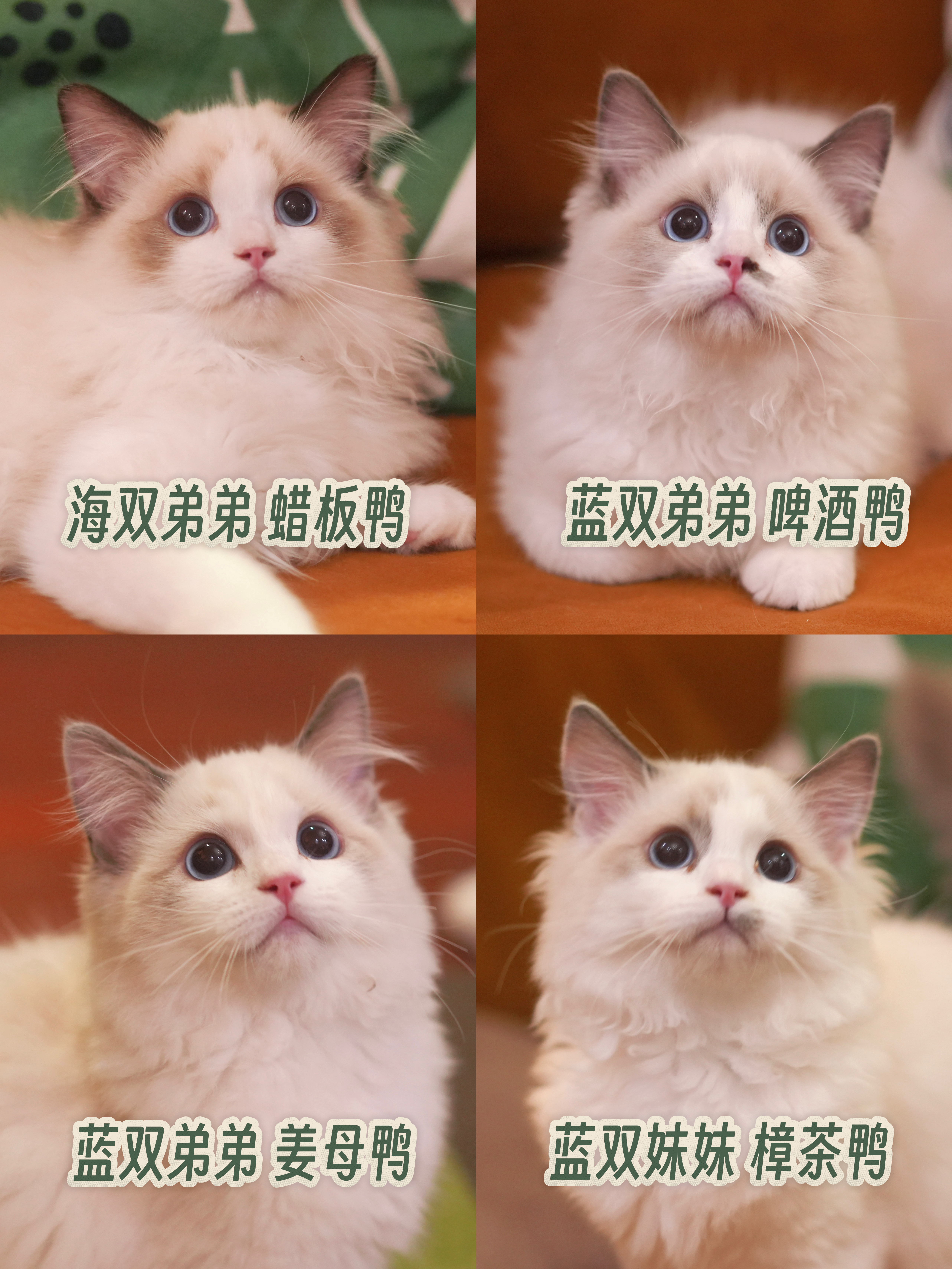4月龄窝次留念📷