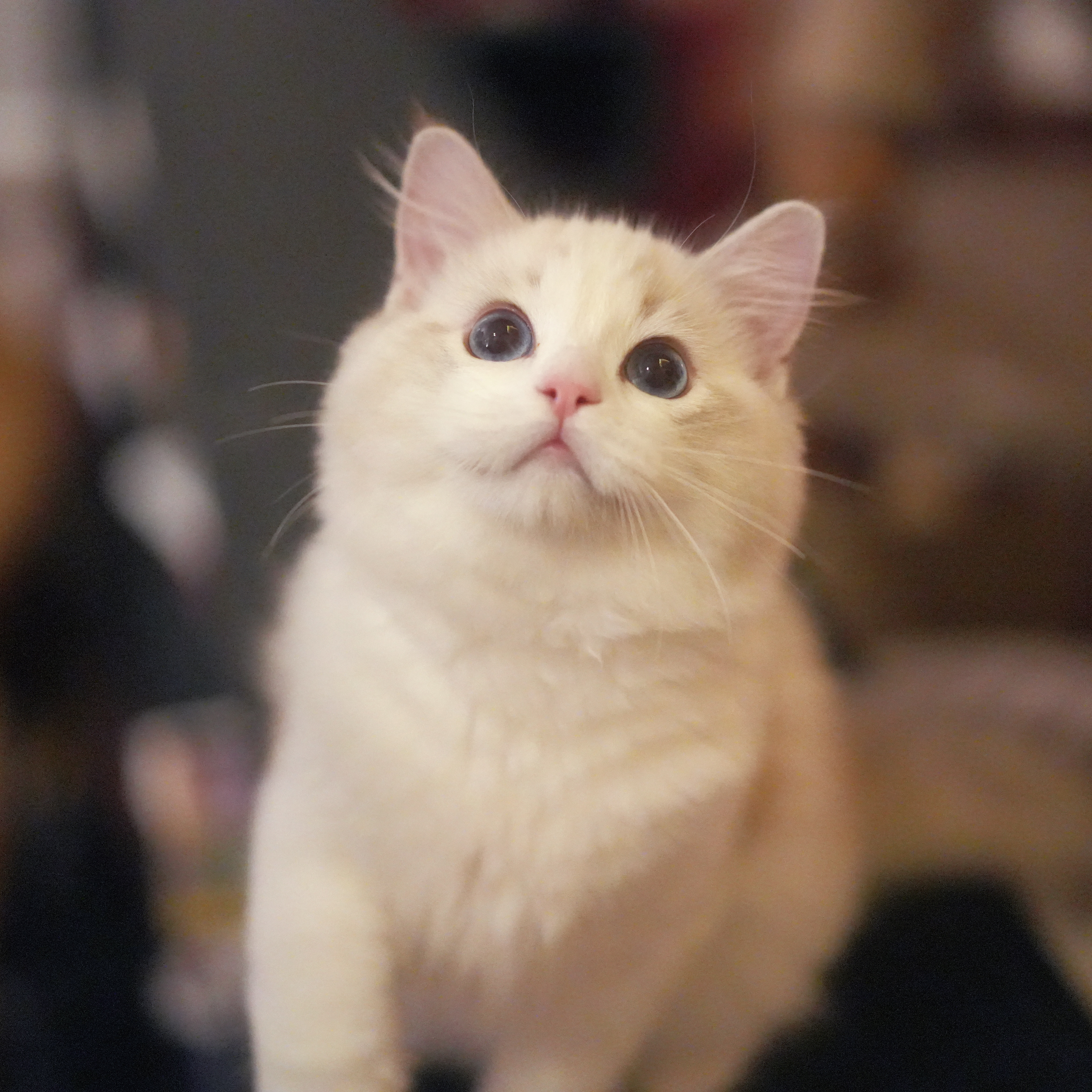 蹲家证件照📷
