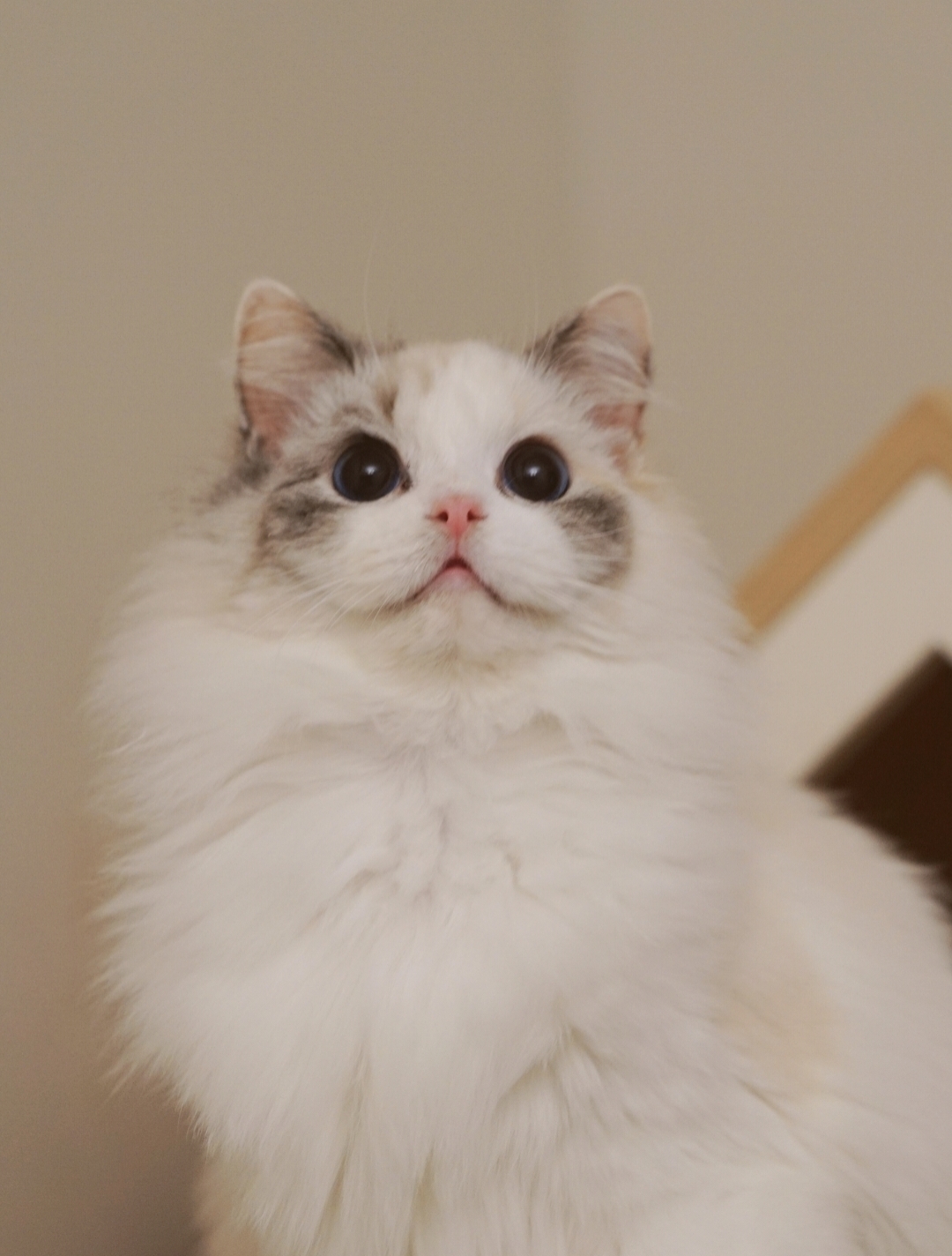 莞莞