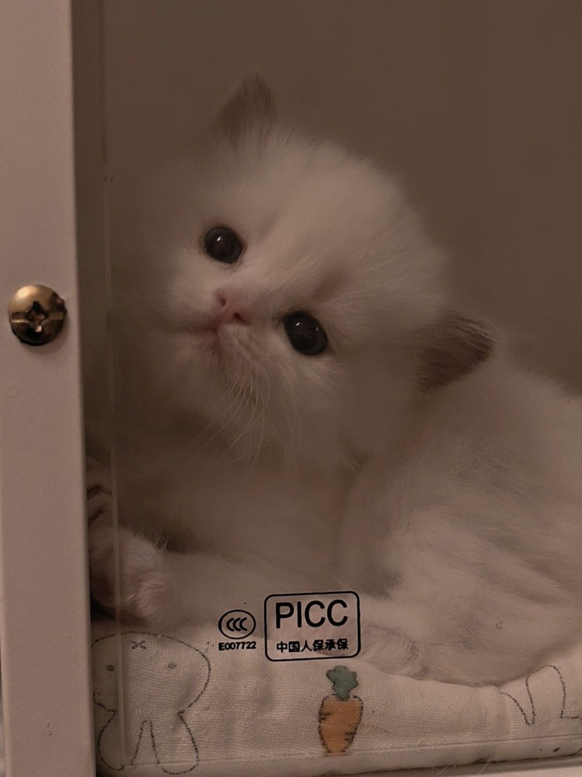 Owo 2