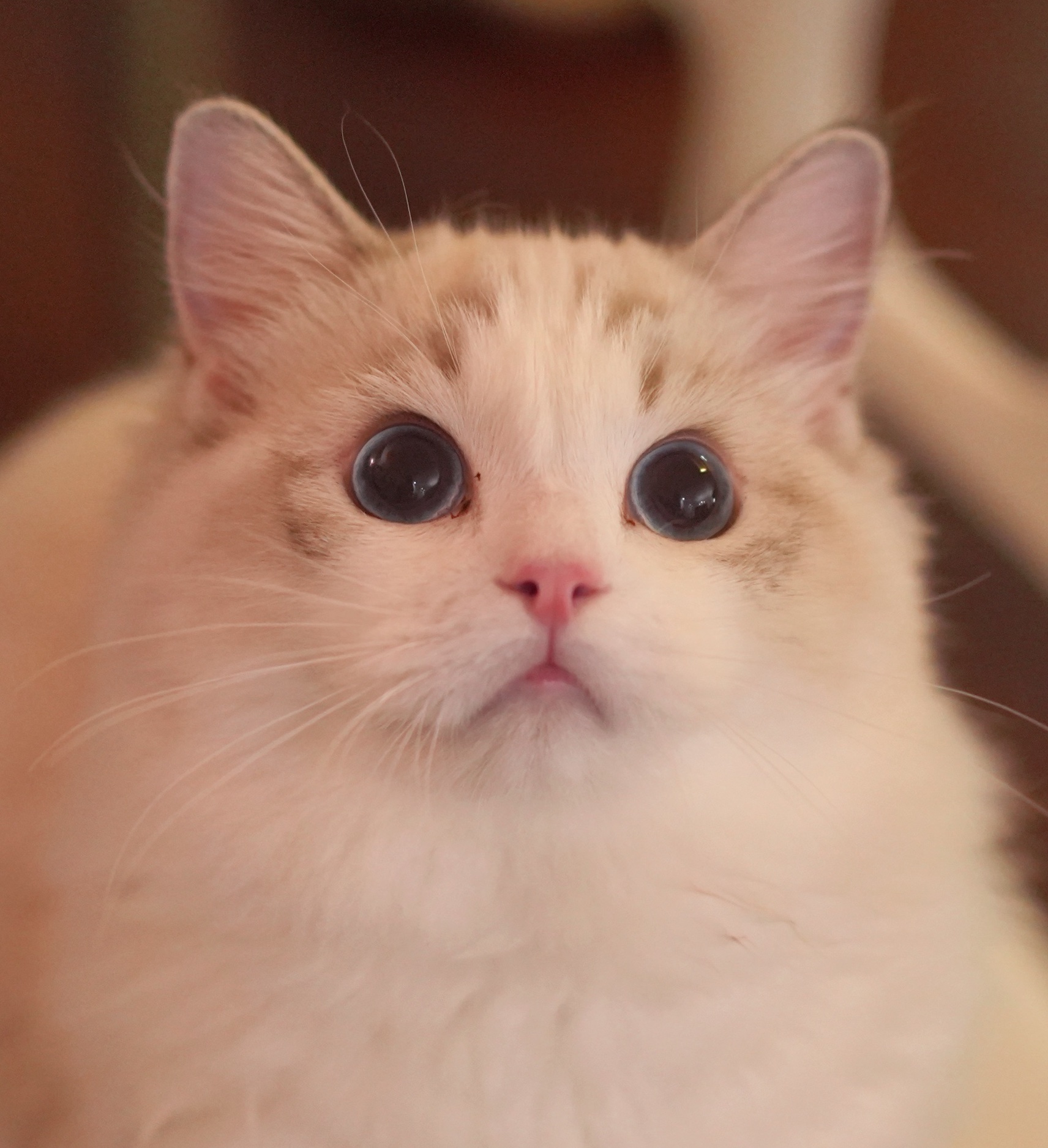 Hogcatz布偶猫舍