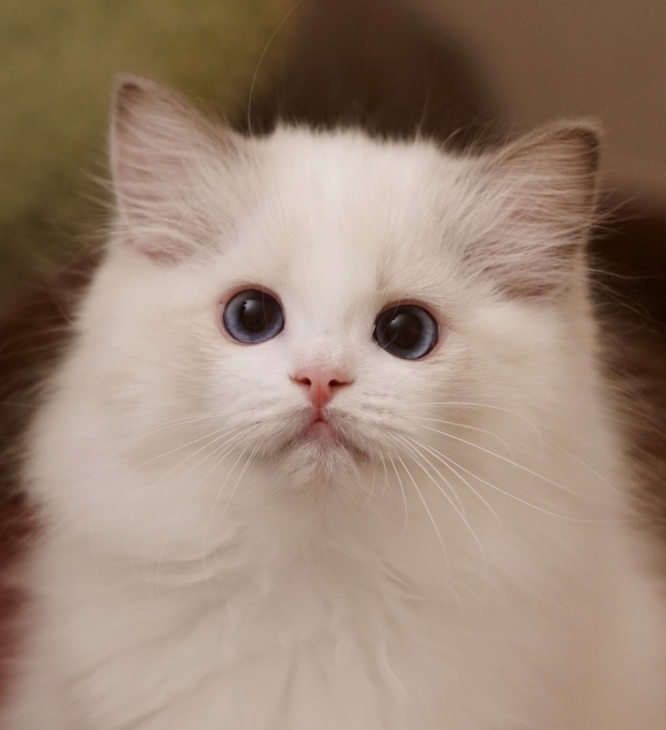 Hogcatz布偶猫舍