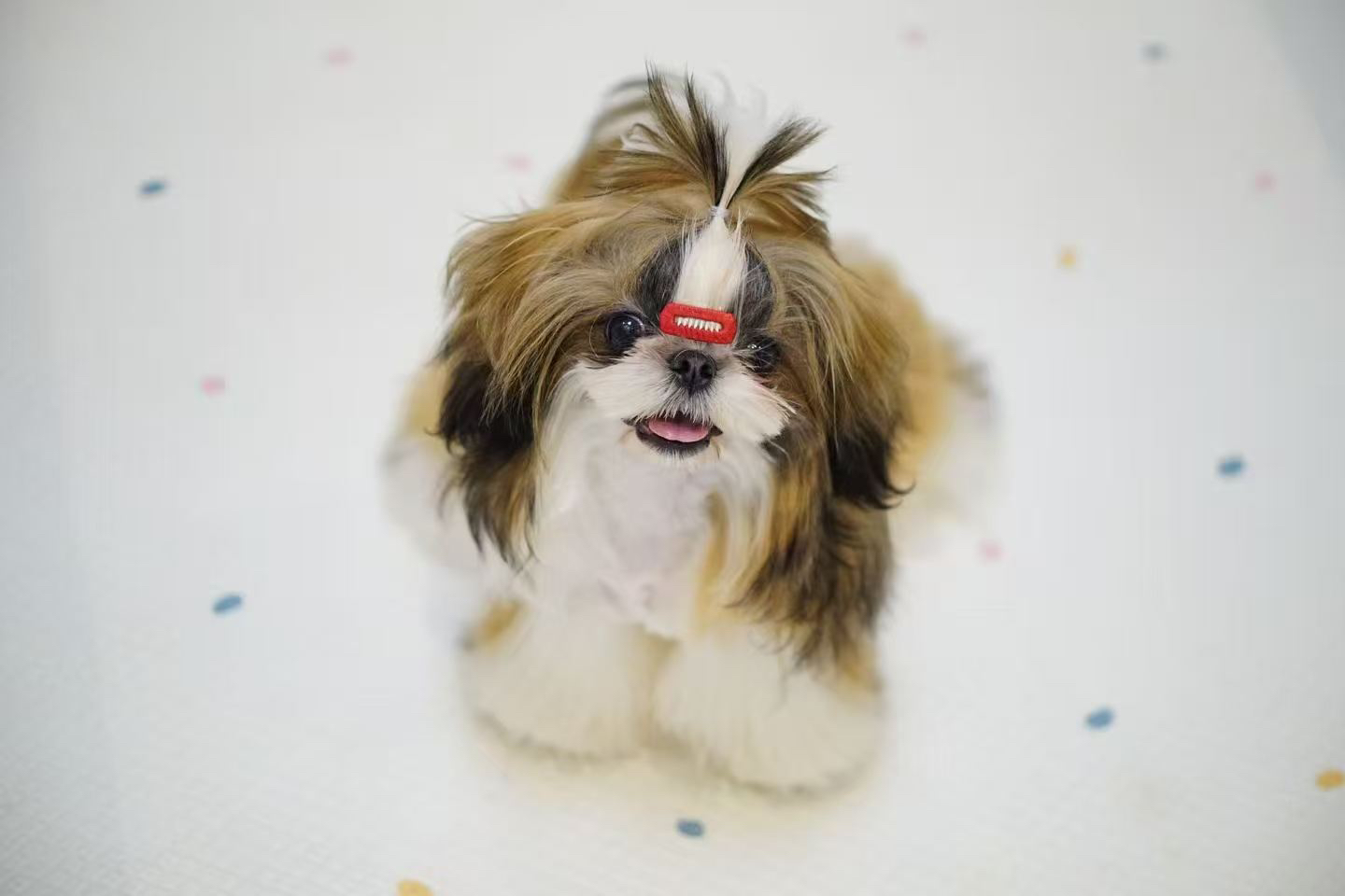 妞妞