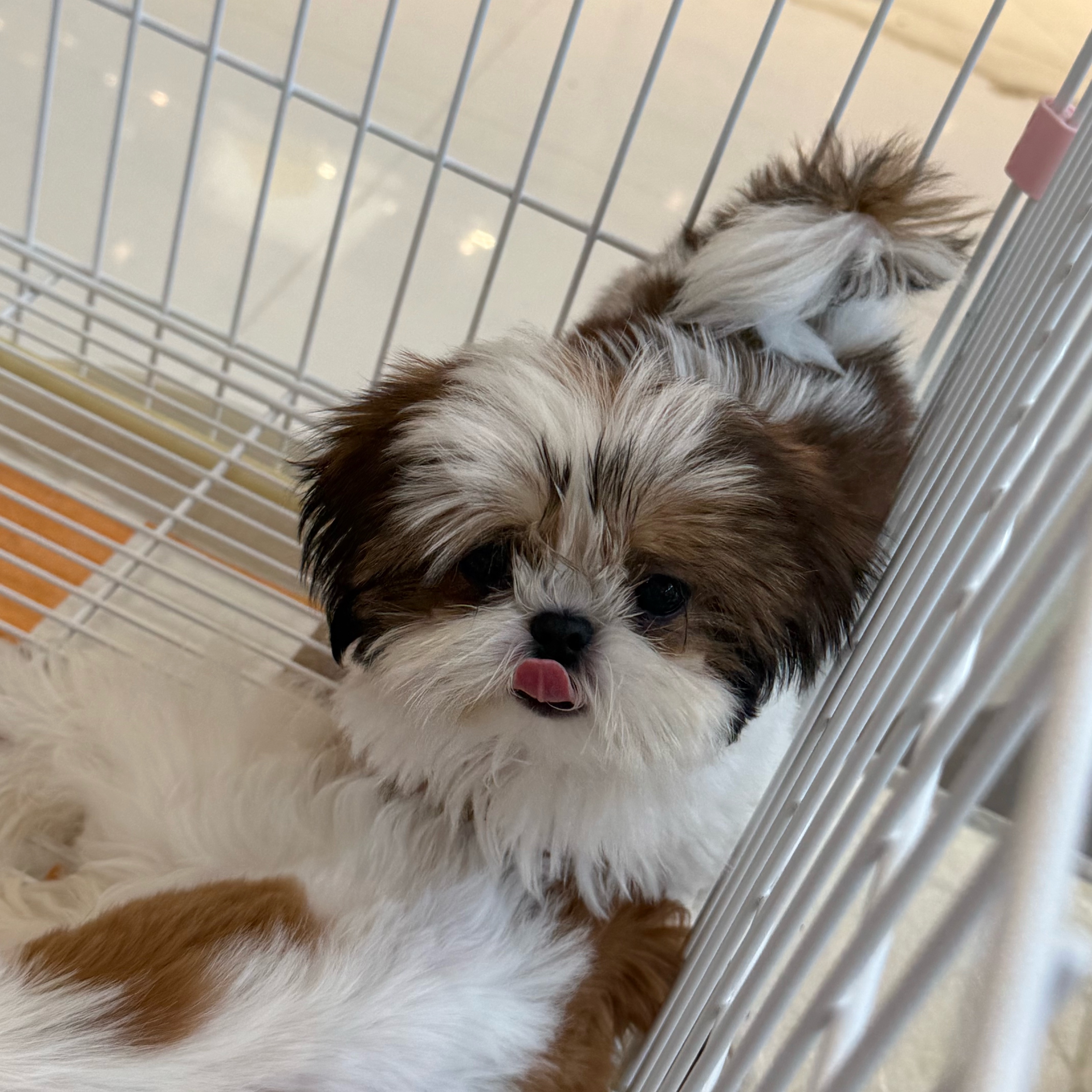 小鼻嘎 3