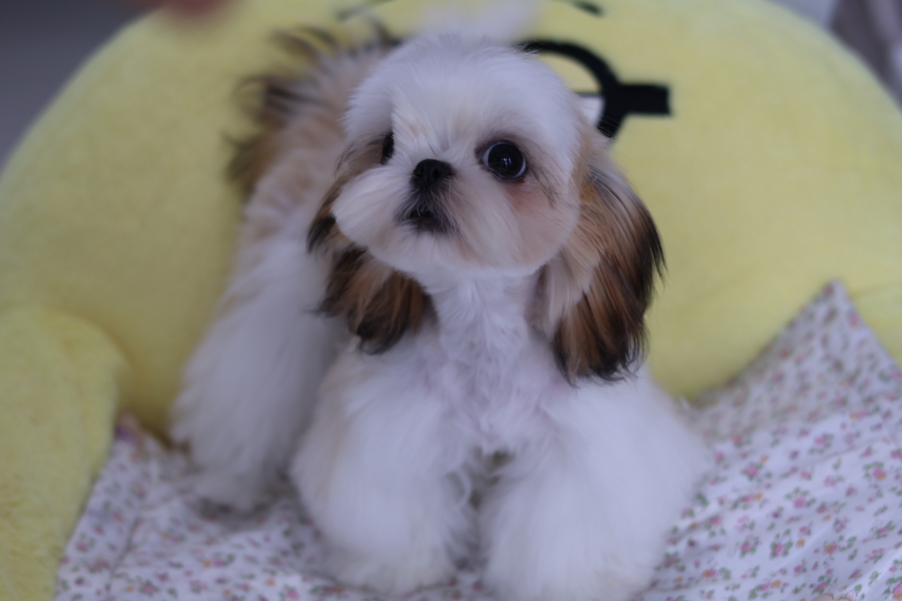 奶糖 3