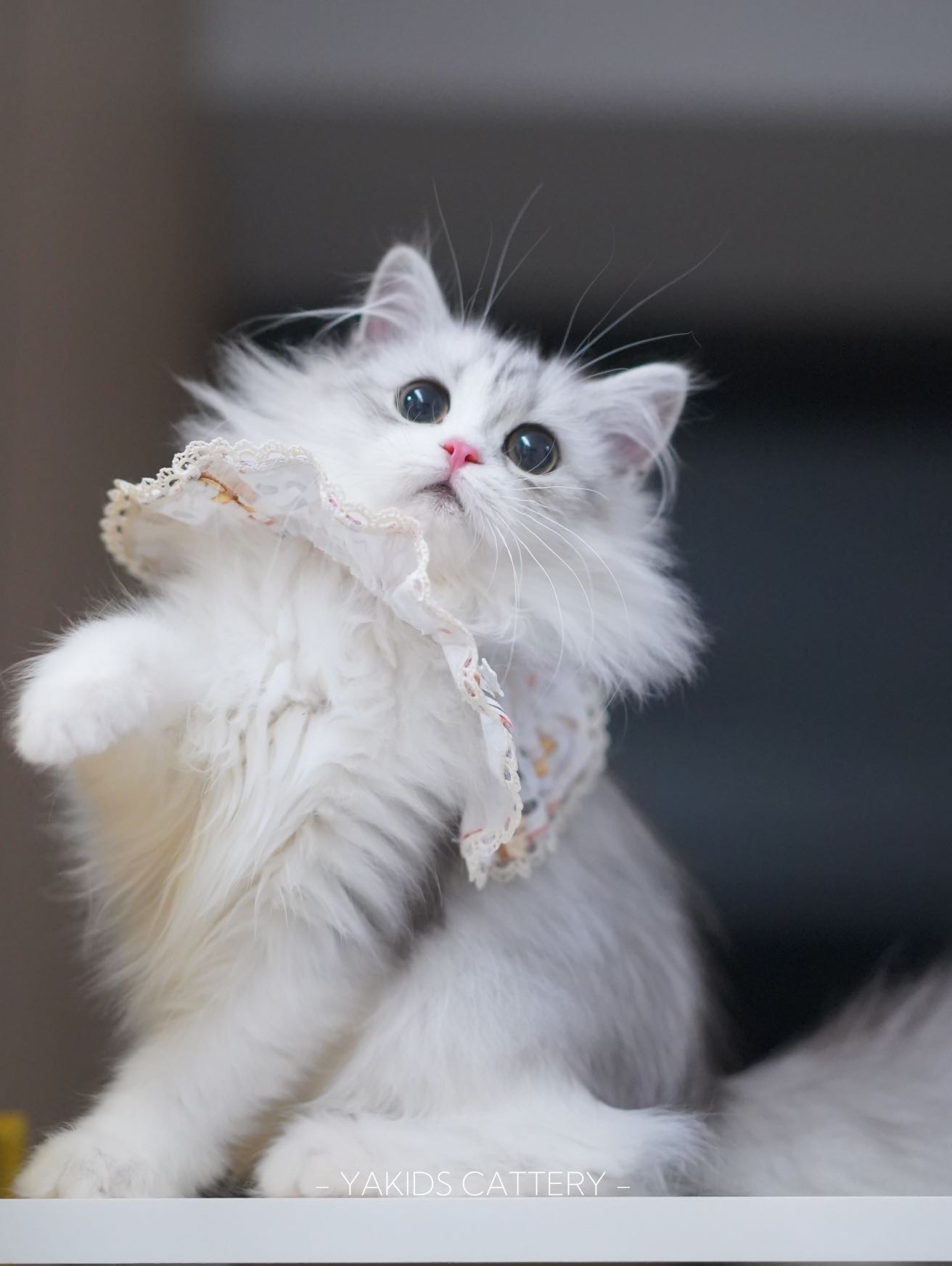 星芽米努特矮脚猫