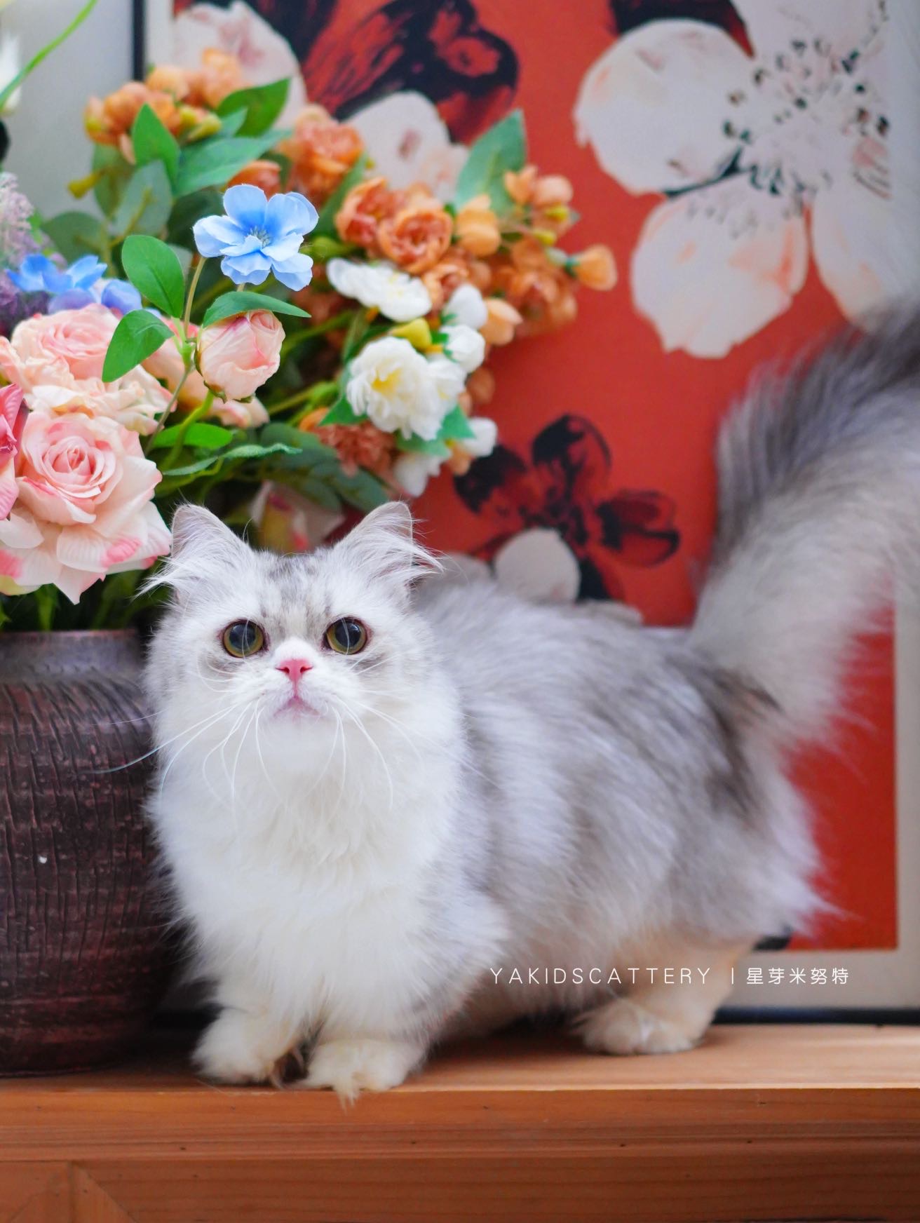 乐乐 6
