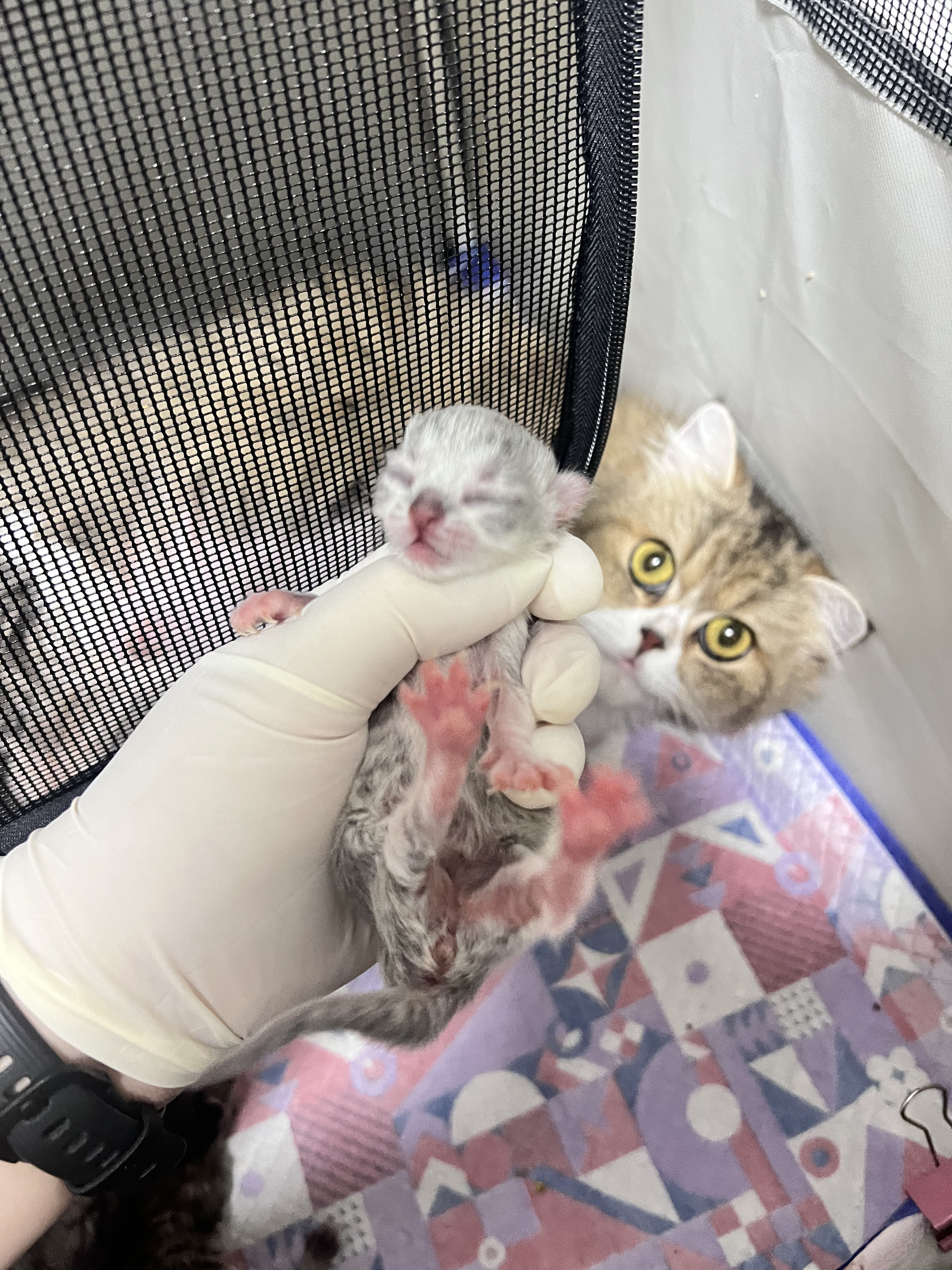 幽兰 照片 7