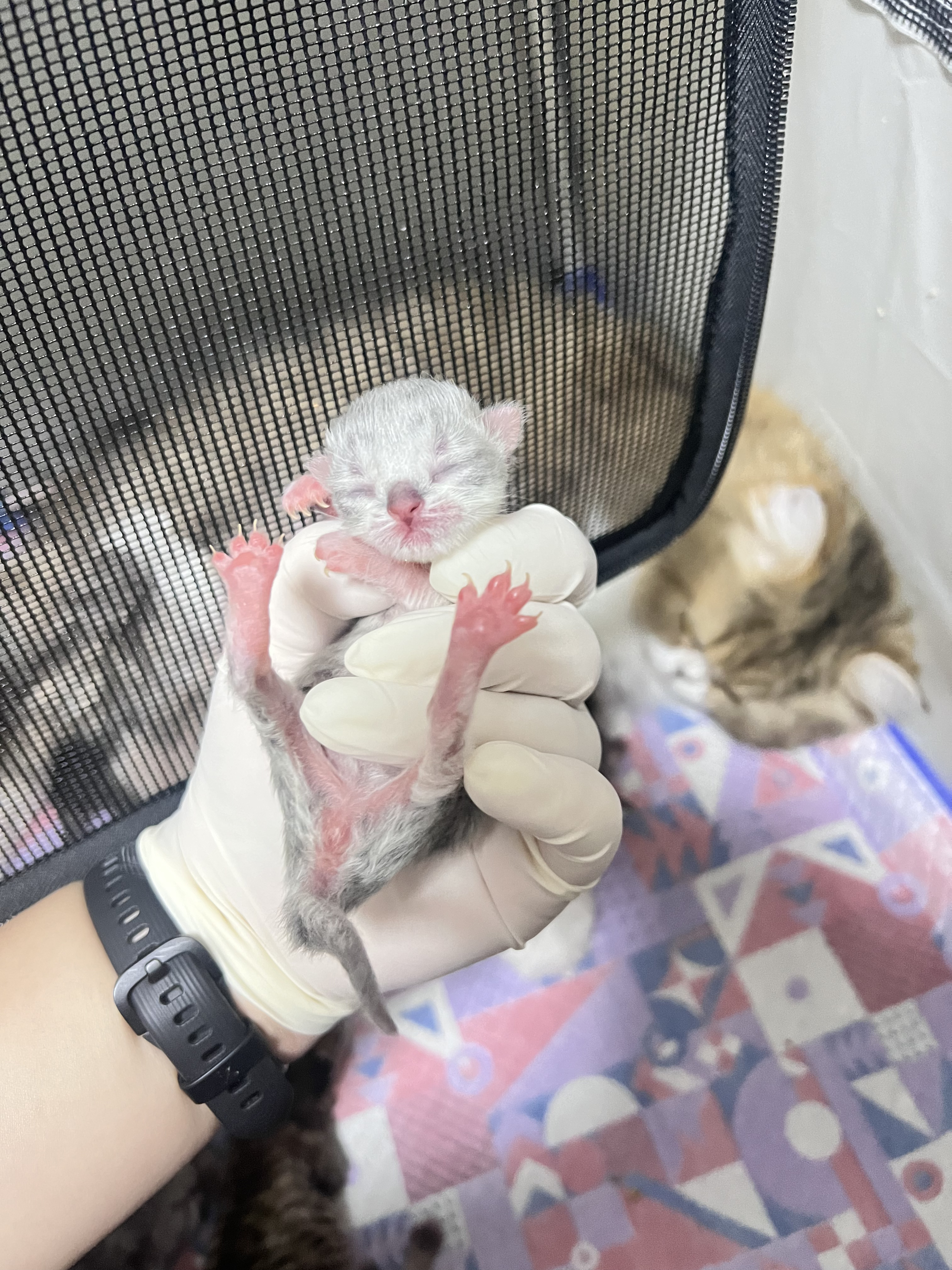 幽兰 照片 9