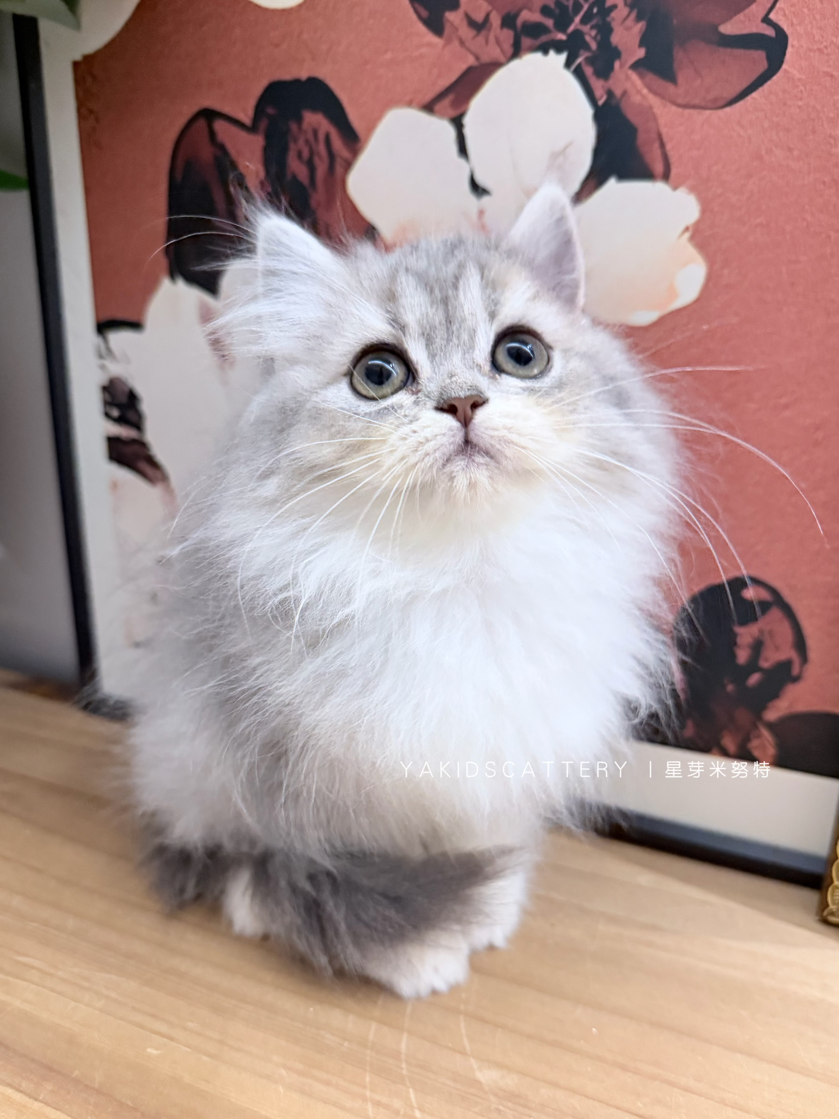幽兰 照片 1