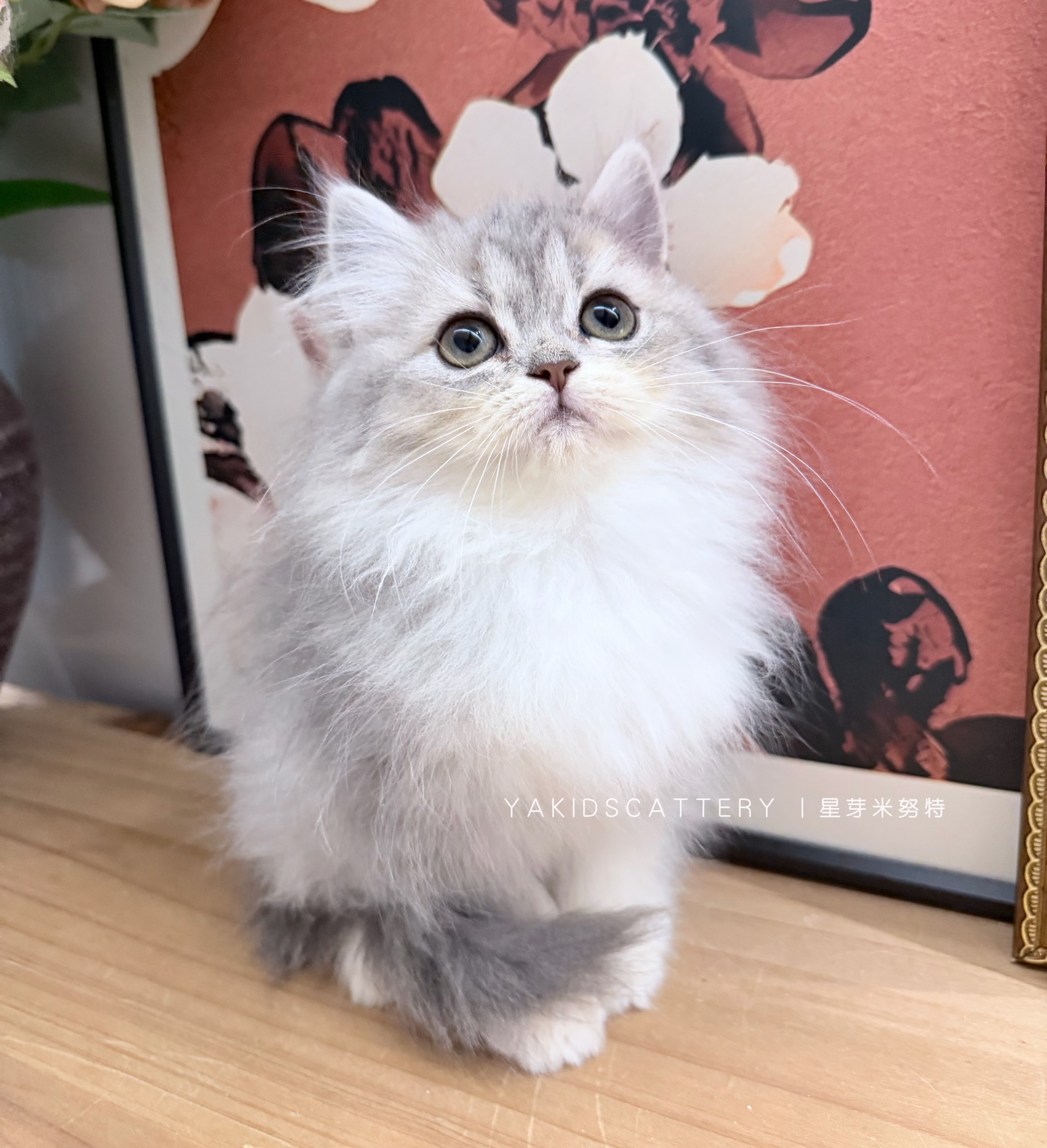 幽兰