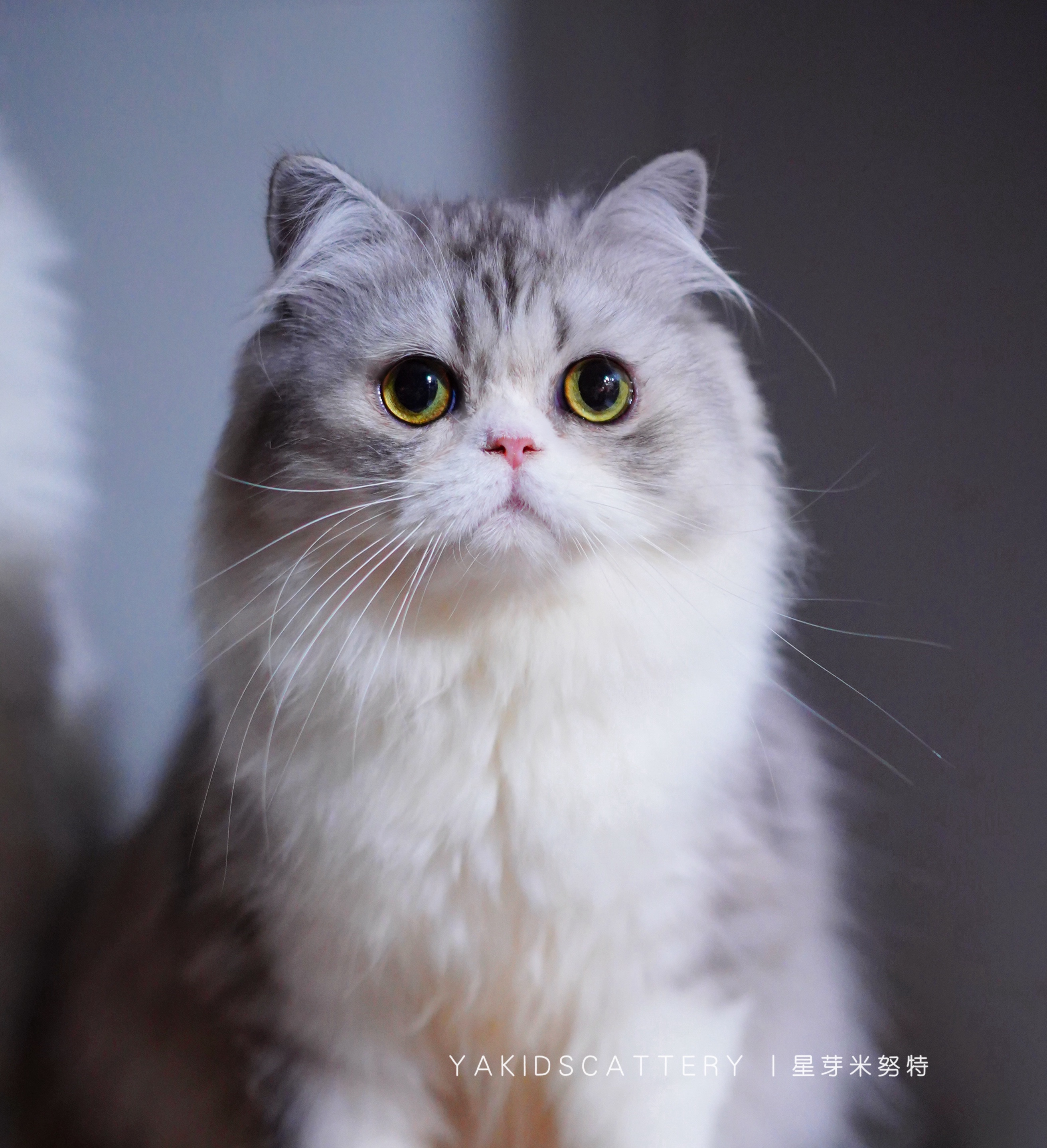 虎皮