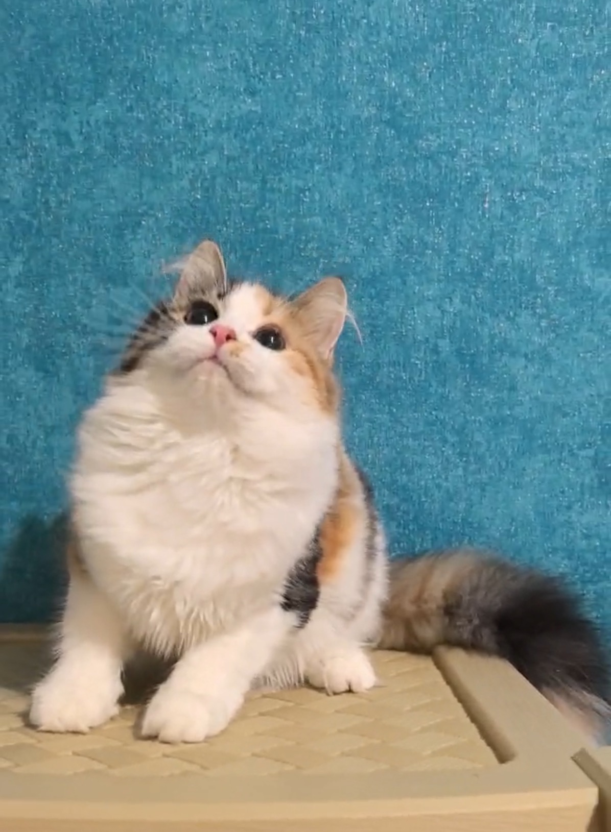 貂蝉