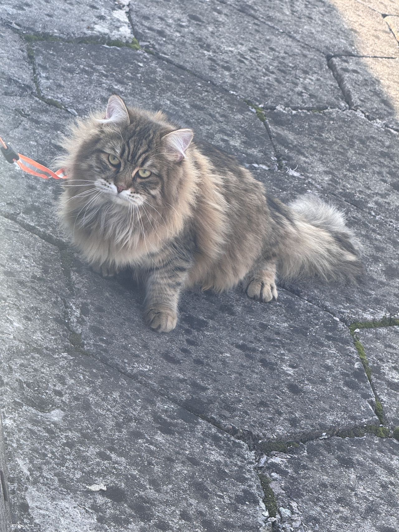 小猪
