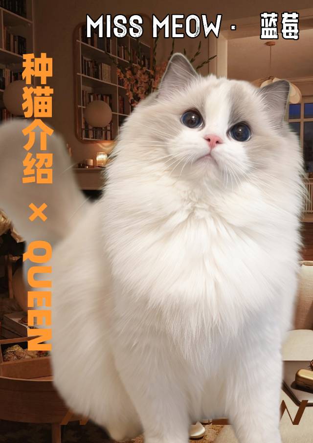 蓝莓｜BULEBERRY