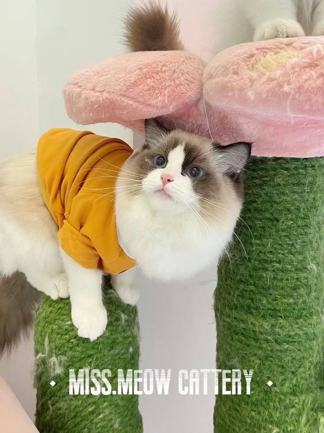 乐奇｜Lucky