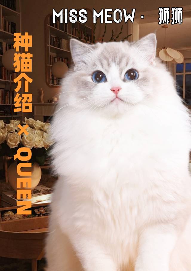 狮狮｜SHISHI