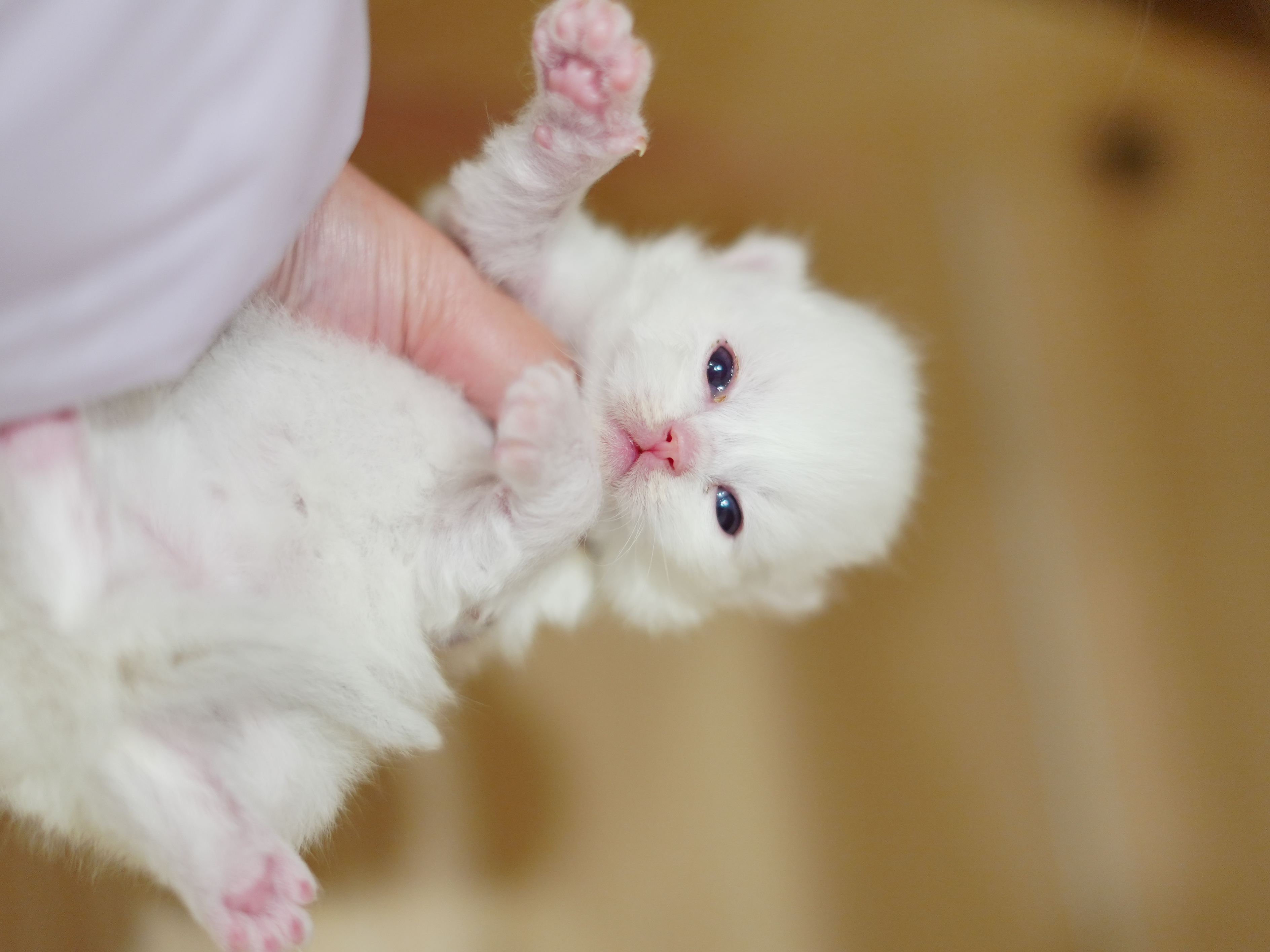 💜赭霞｜Rufus 照片 1