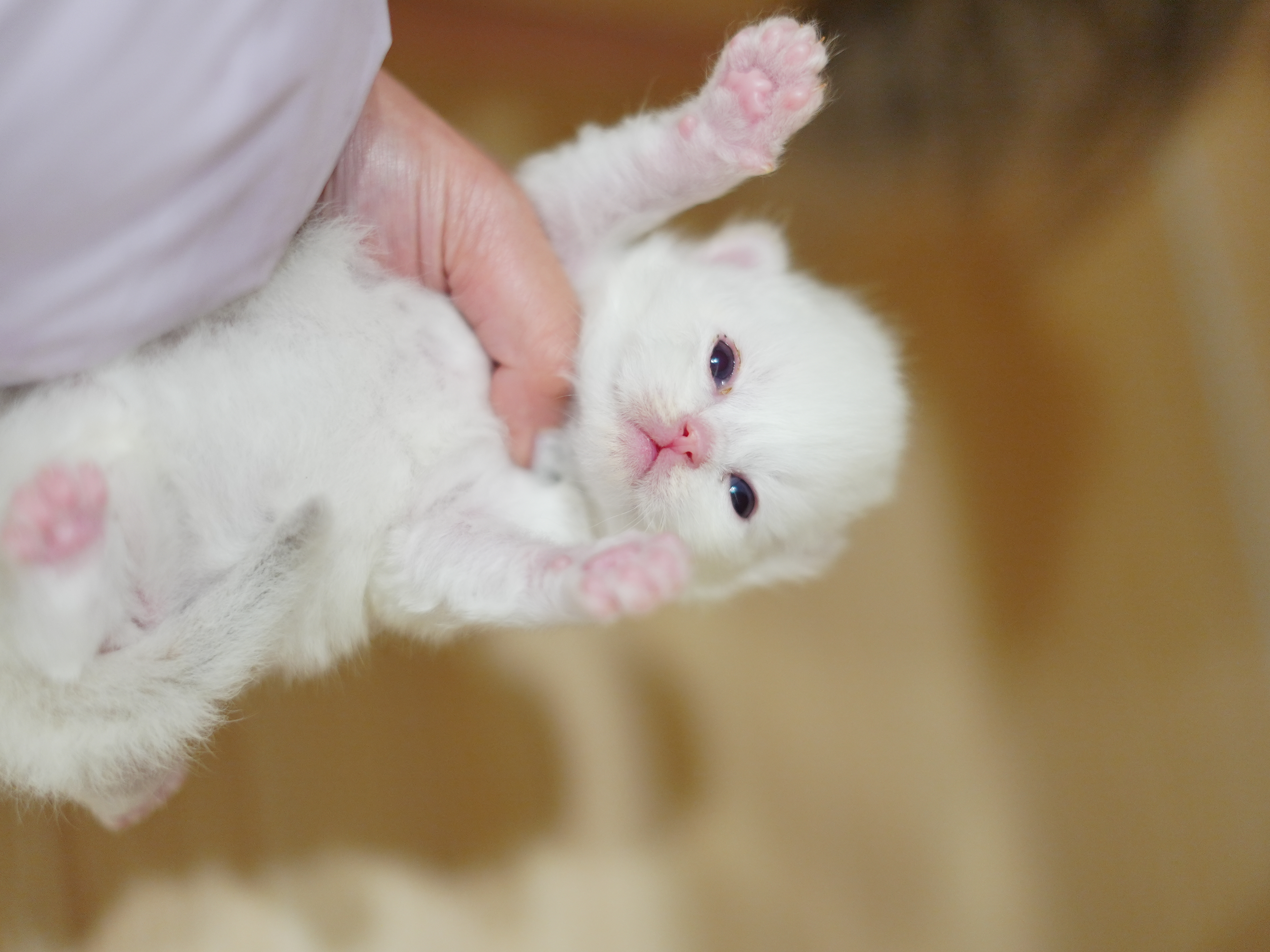 💜赭霞｜Rufus 照片 2