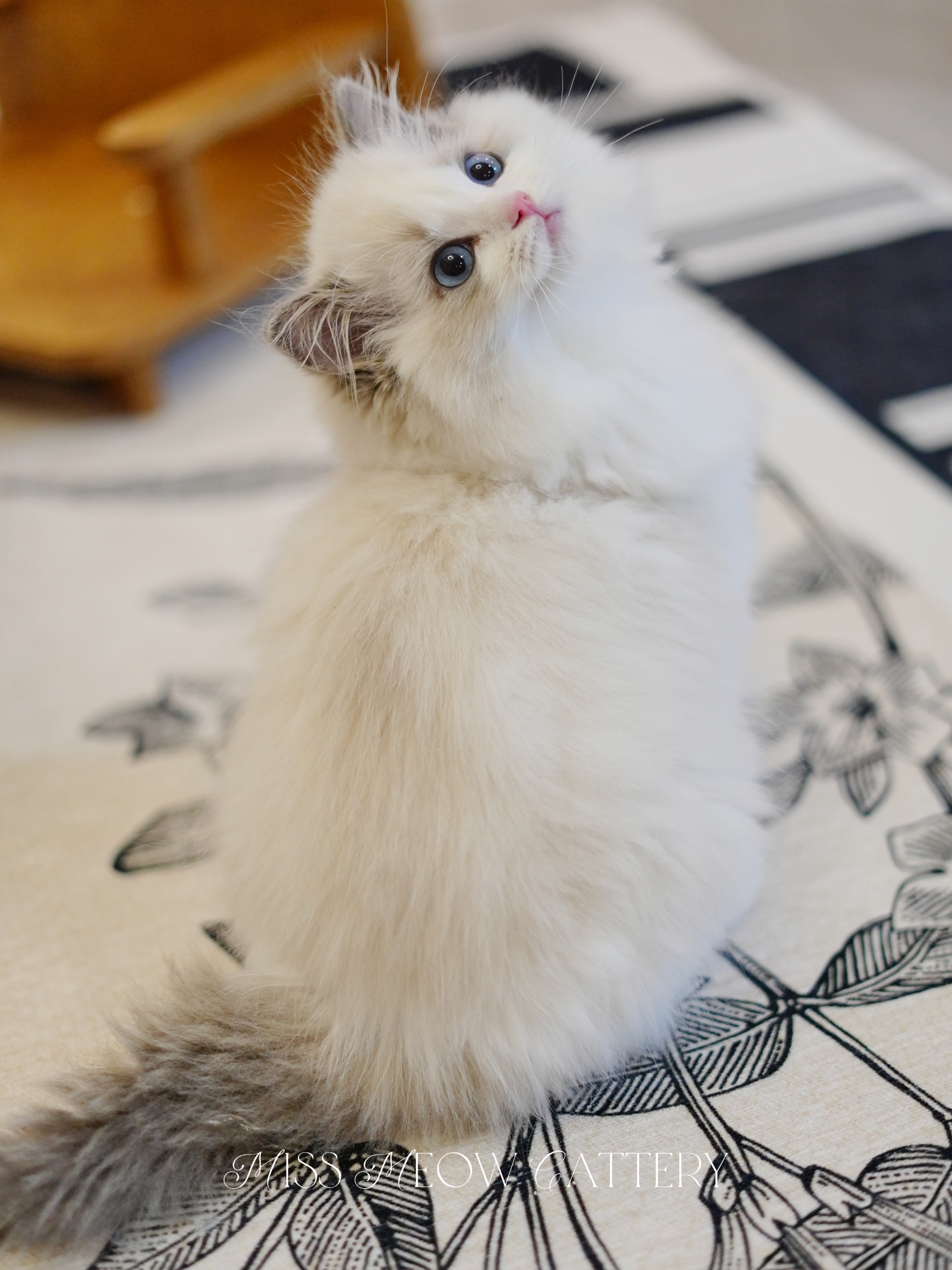 梦鲲｜Oneiros 照片 1