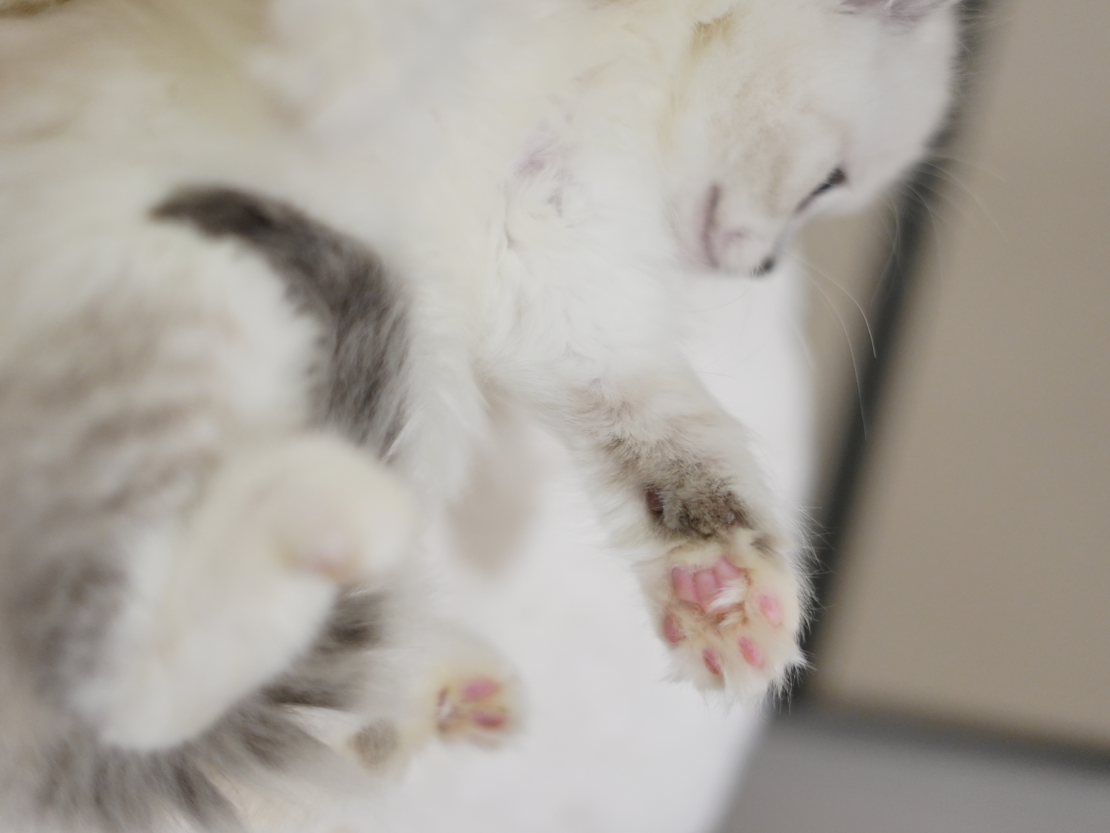 羽棠｜Aviana 照片 1