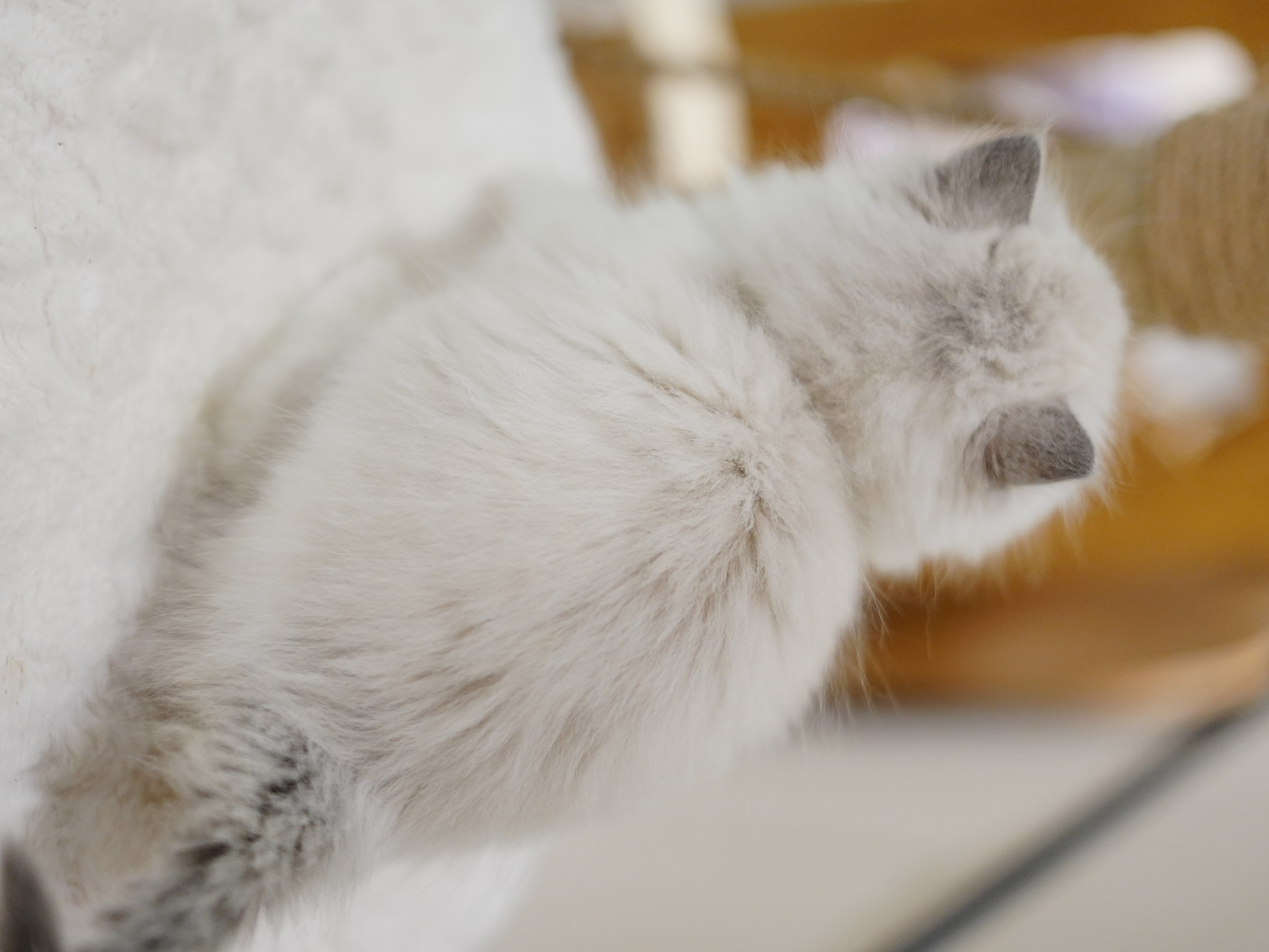 羽棠｜Aviana 照片 2