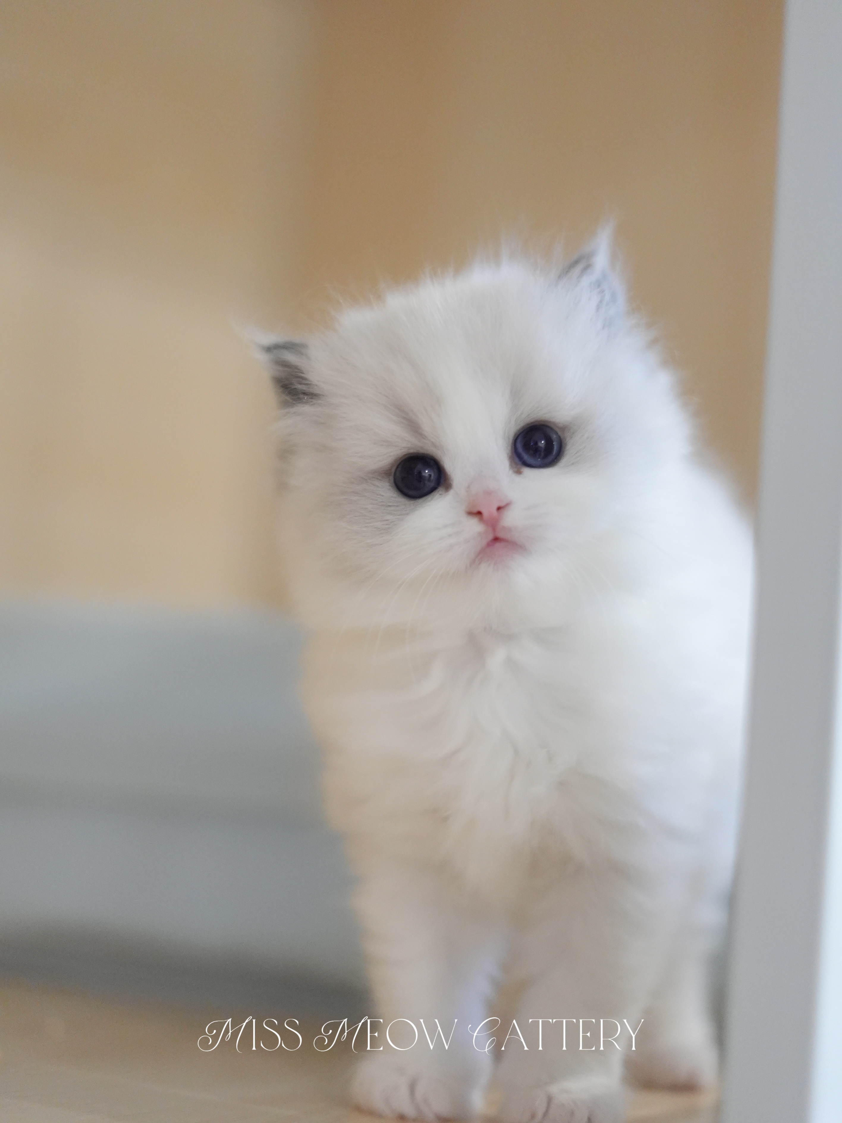 钰璃｜Sylva 照片 1