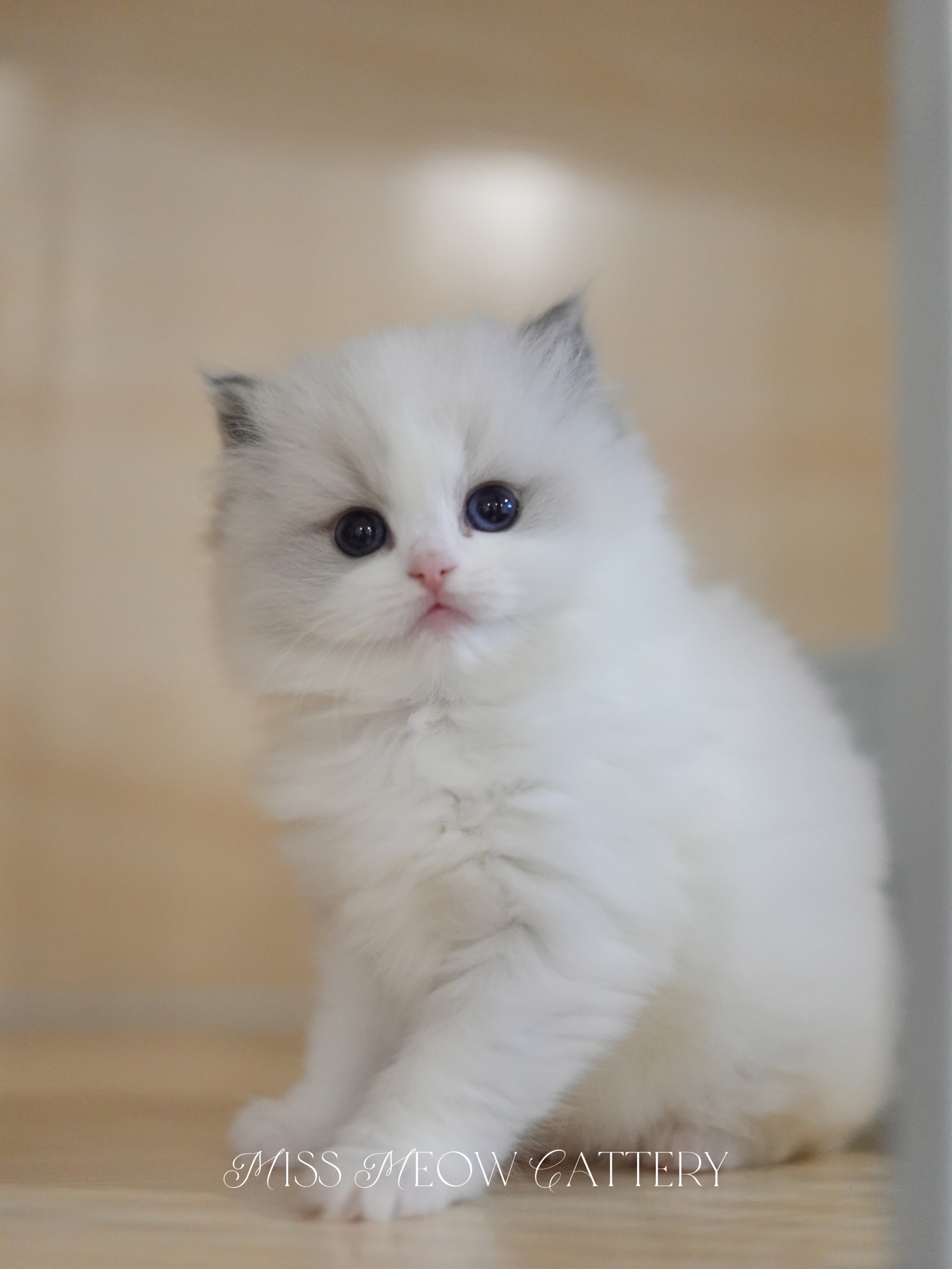 钰璃｜Sylva 照片 2