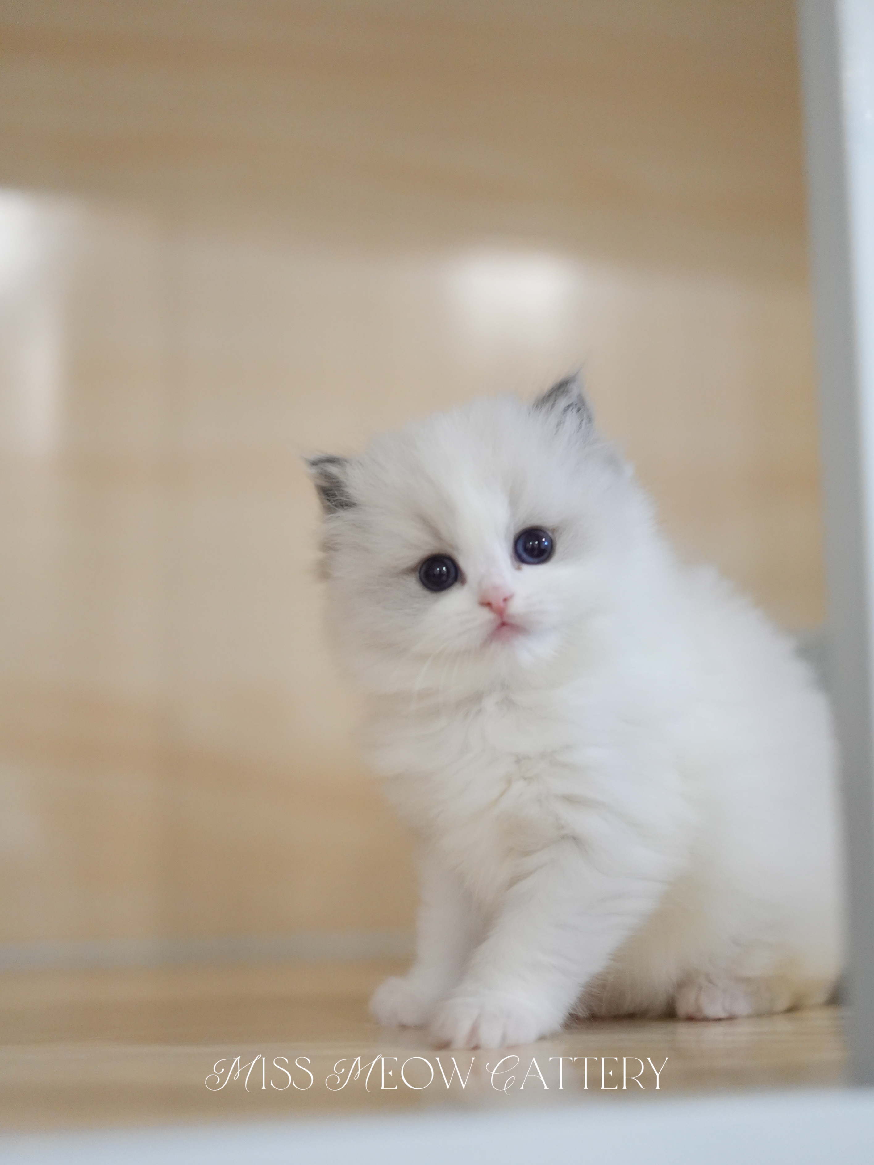 钰璃｜Sylva 照片 4