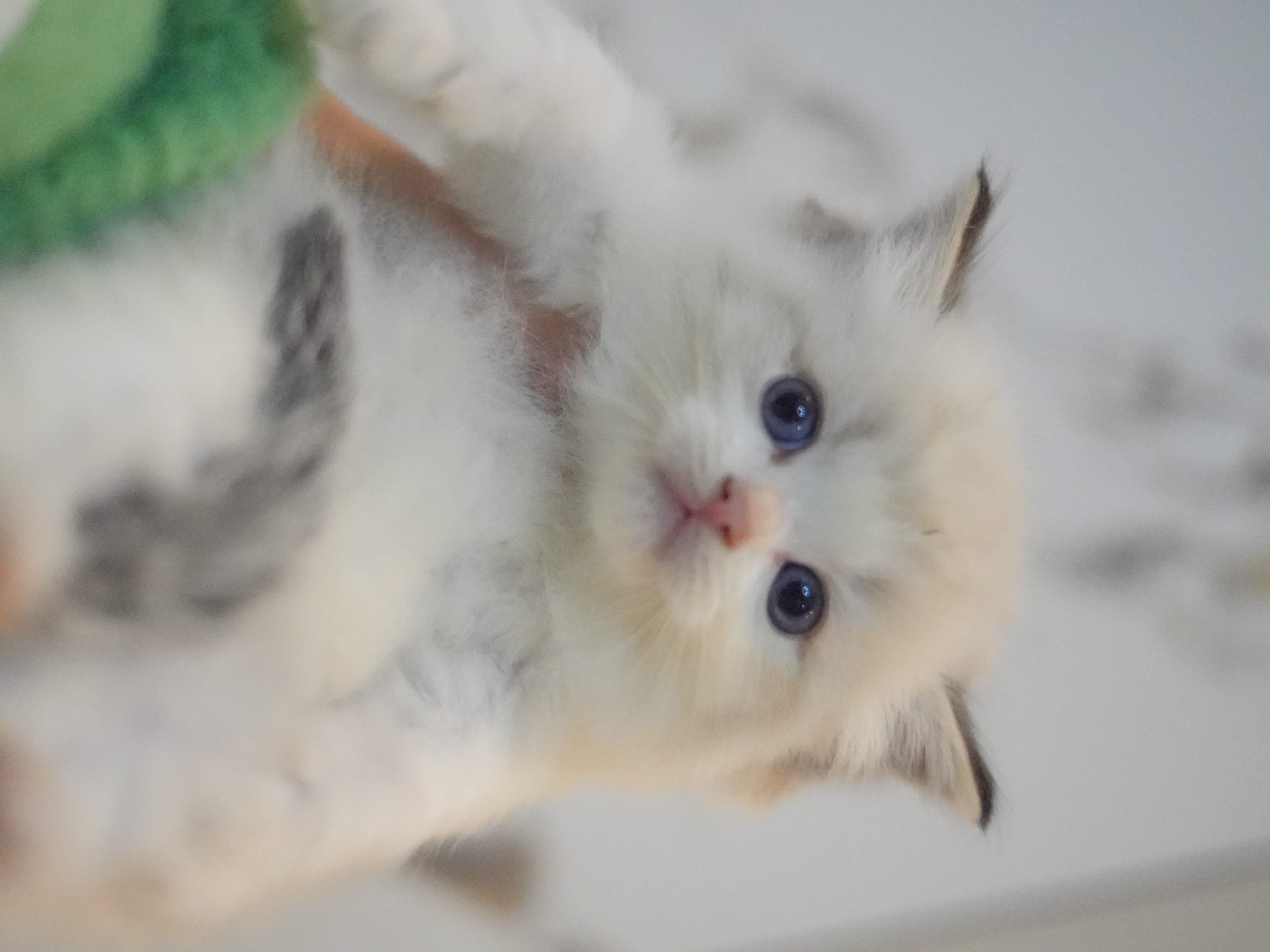 澳白｜Long Black 照片 1