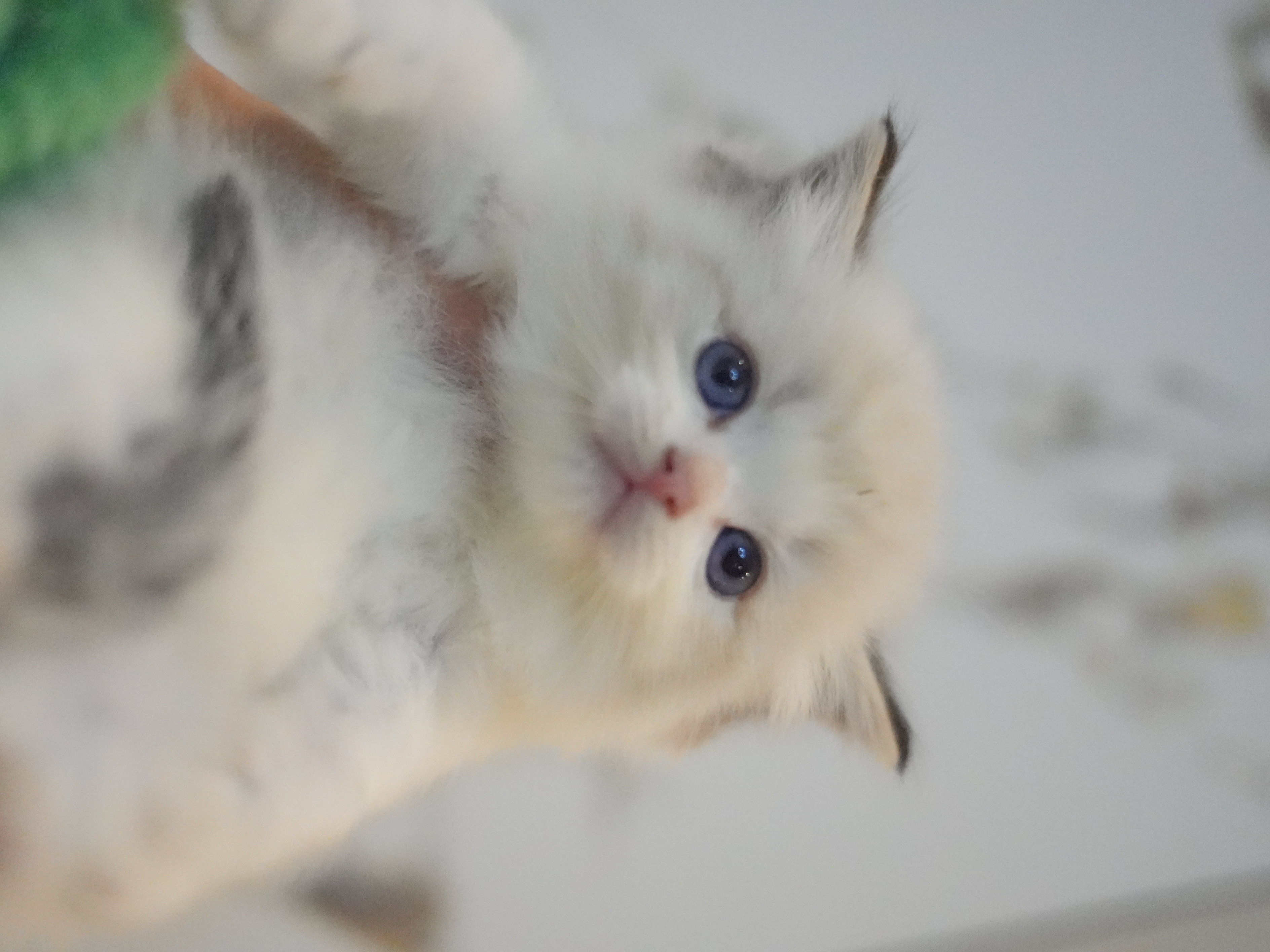 澳白｜Long Black 照片 2