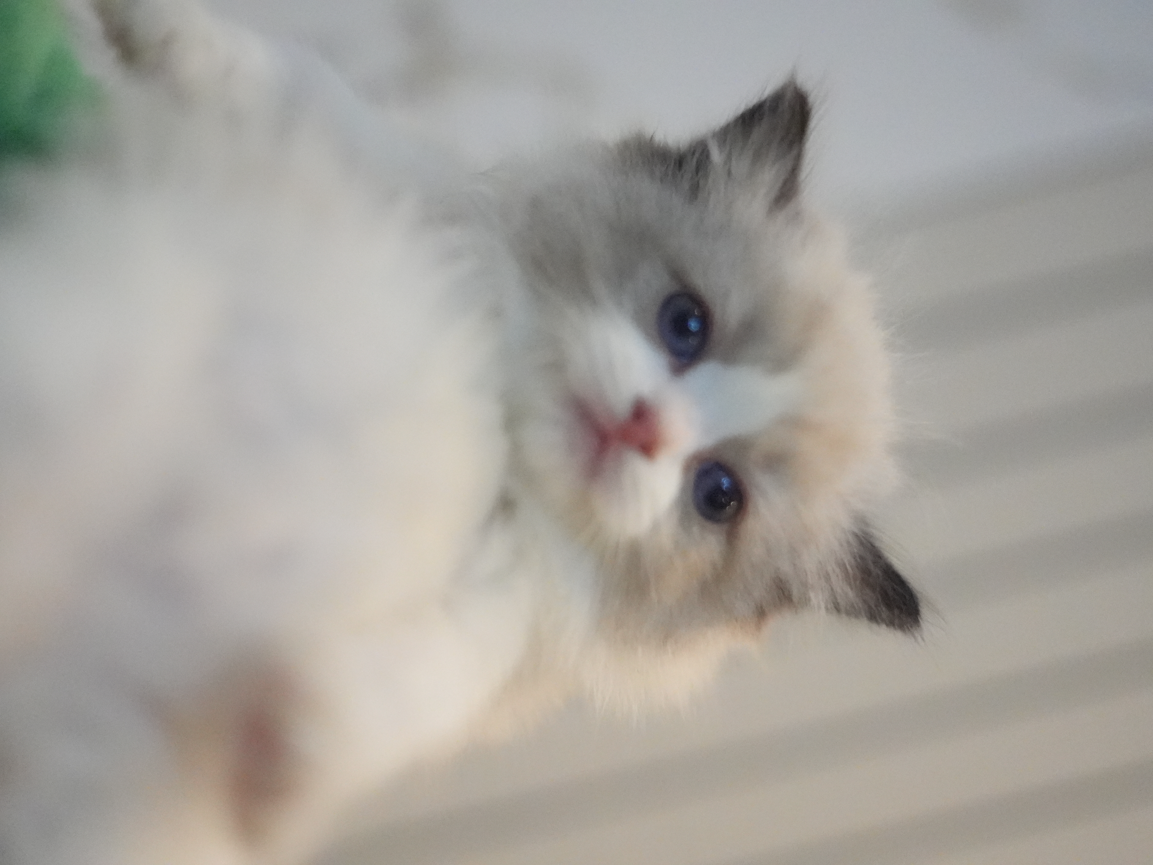 馥芮白｜Flat White 照片 1