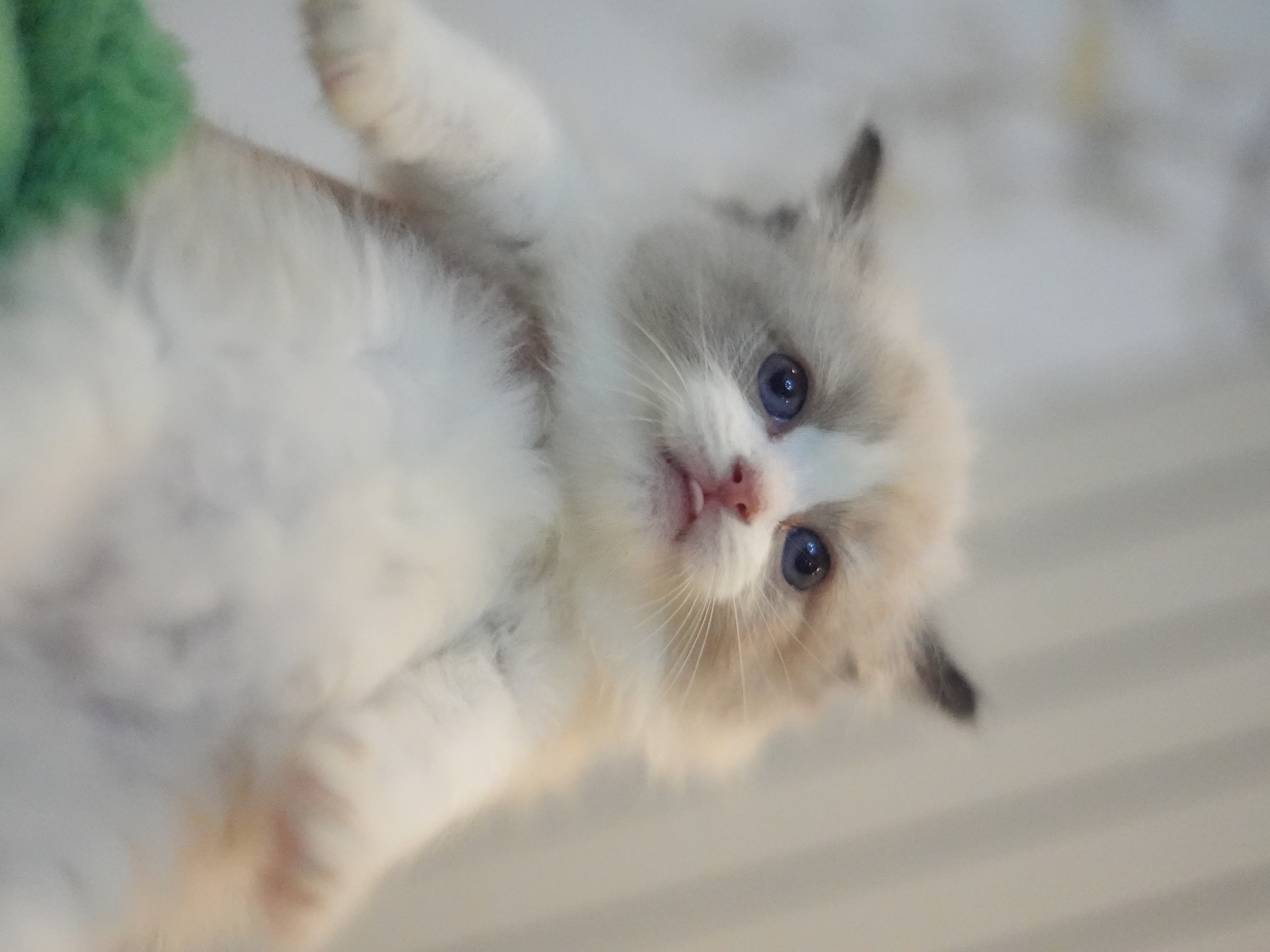 馥芮白｜Flat White 照片 2