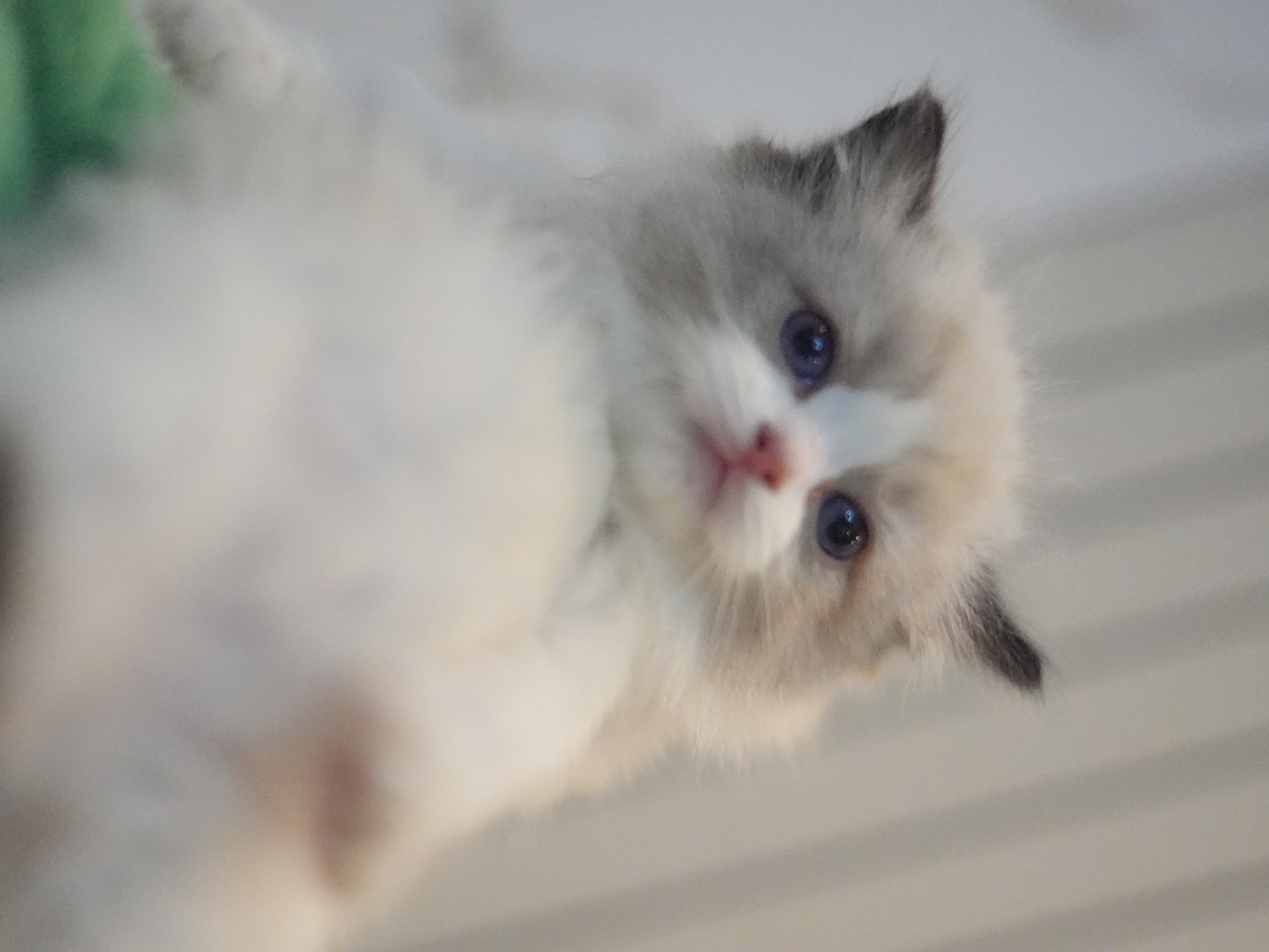 馥芮白｜Flat White 照片 3