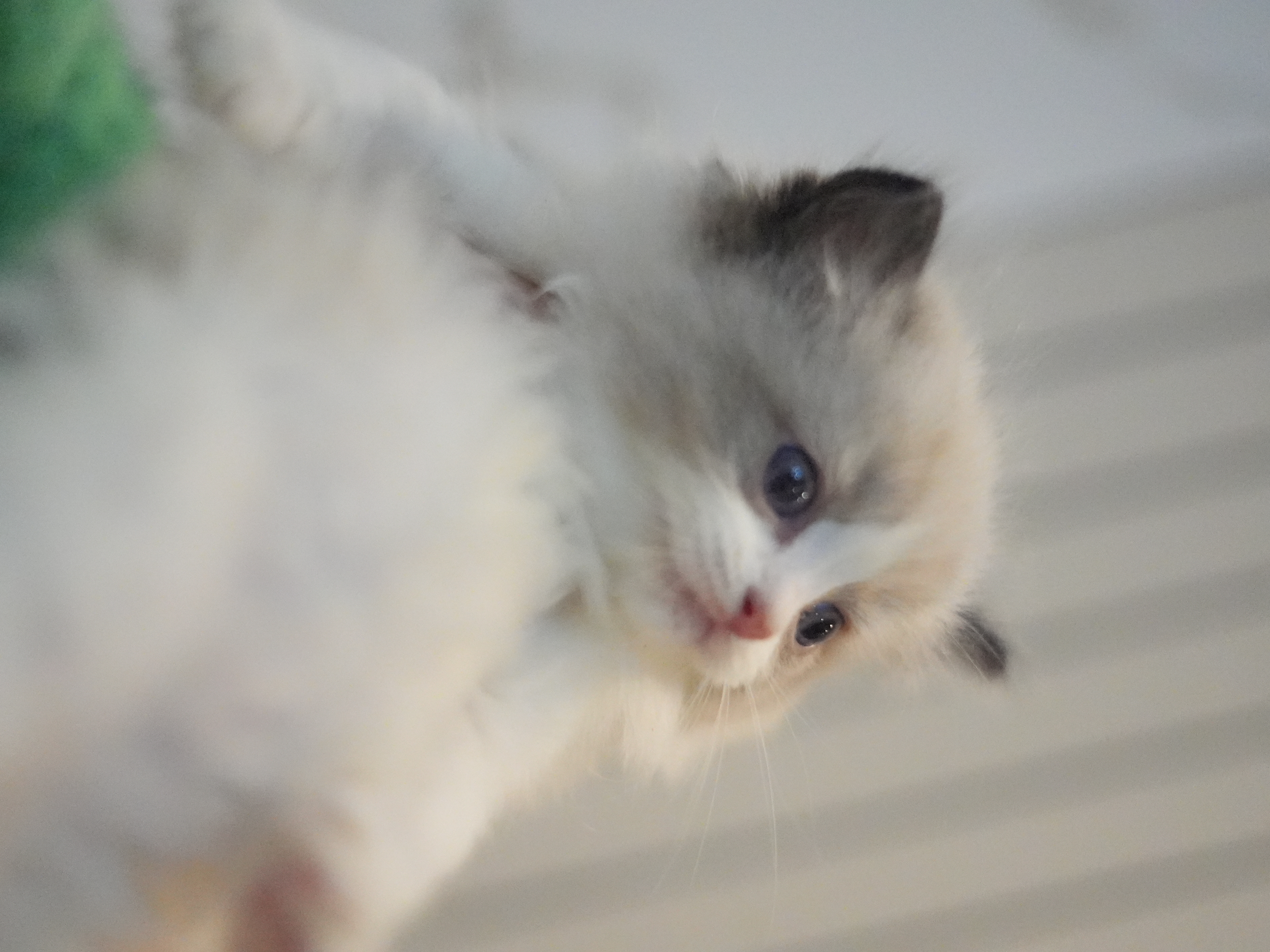 馥芮白｜Flat White 照片 4