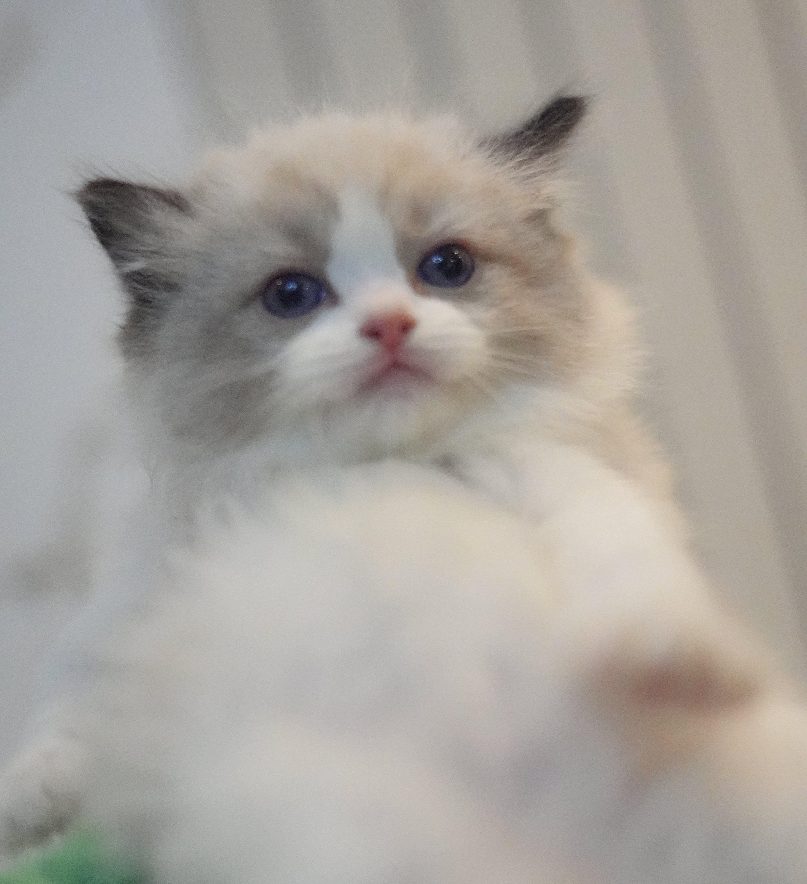 馥芮白｜Flat White