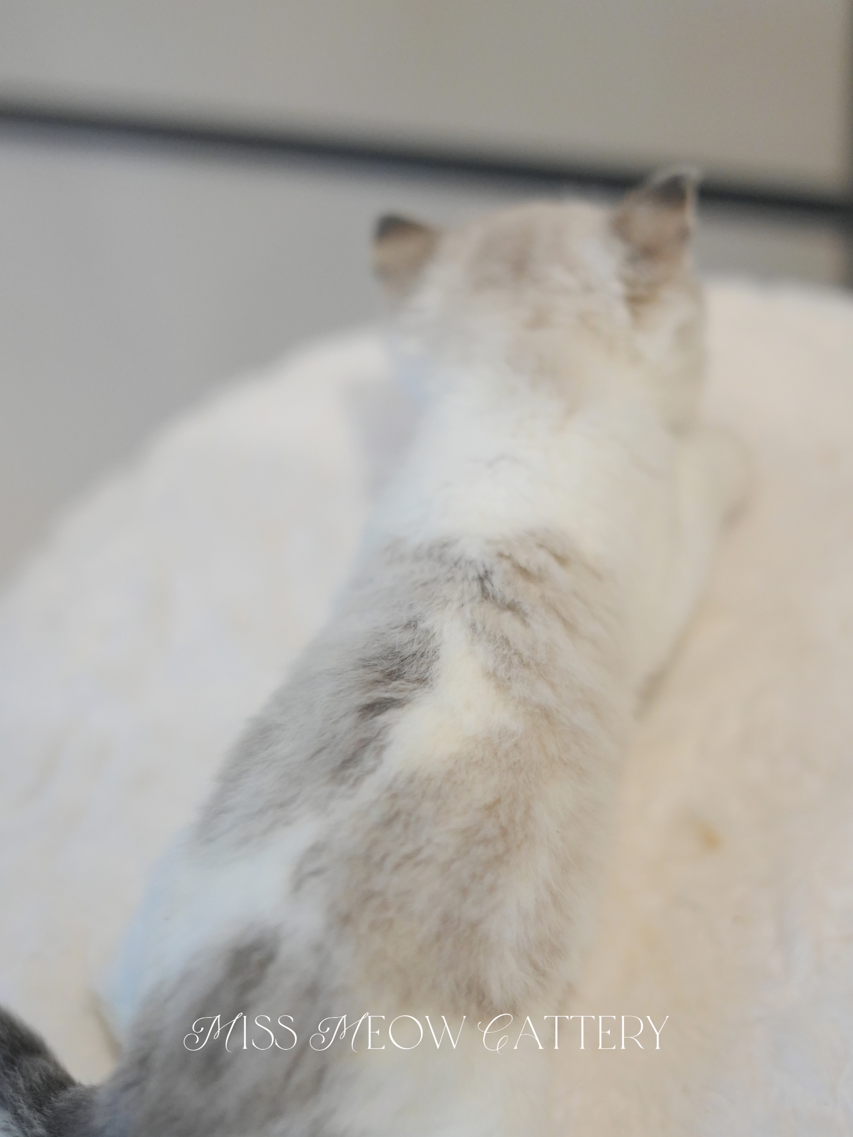 穹晖｜Helios 照片 1