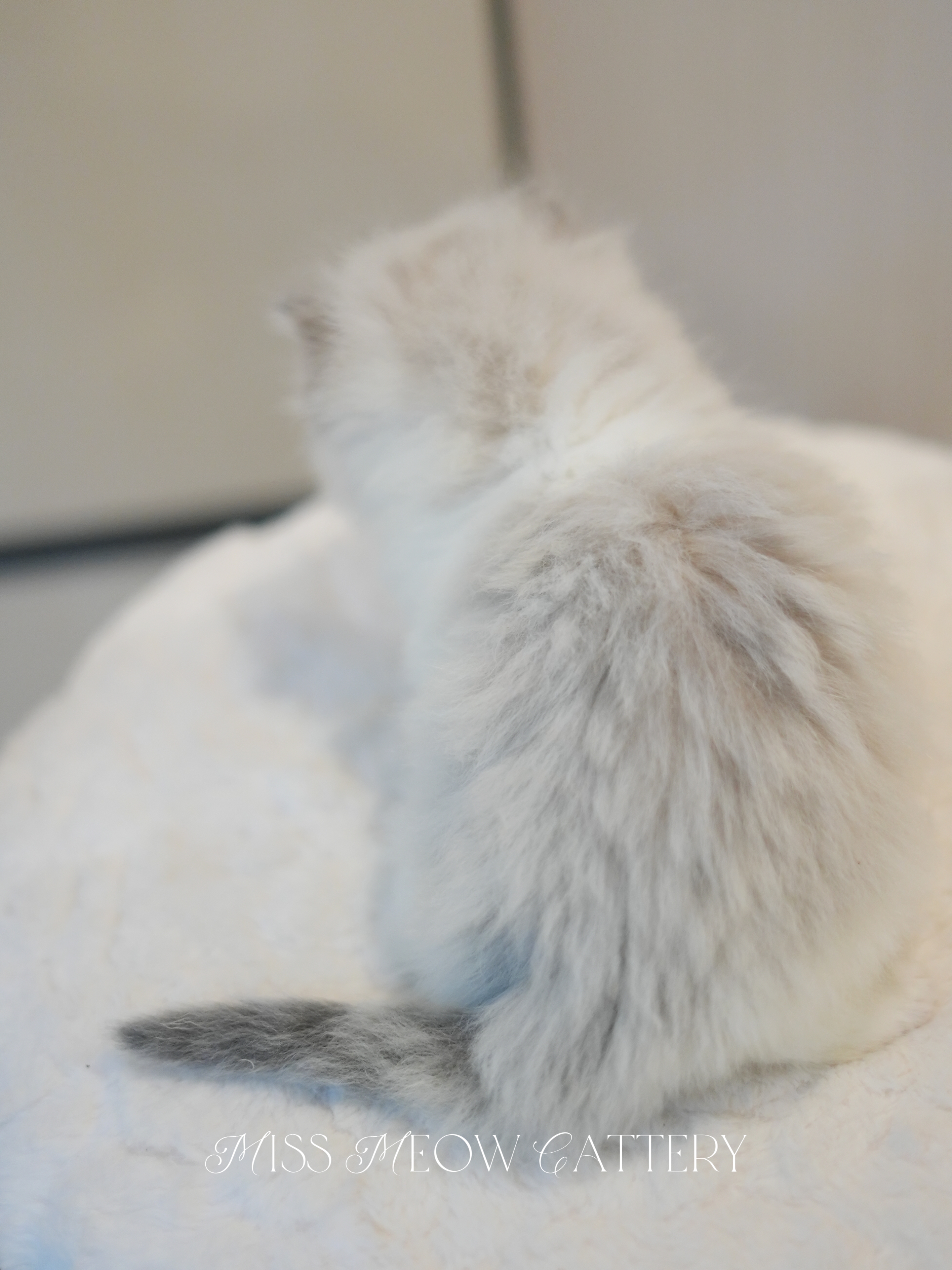 曦辙｜Phaethon 照片 1