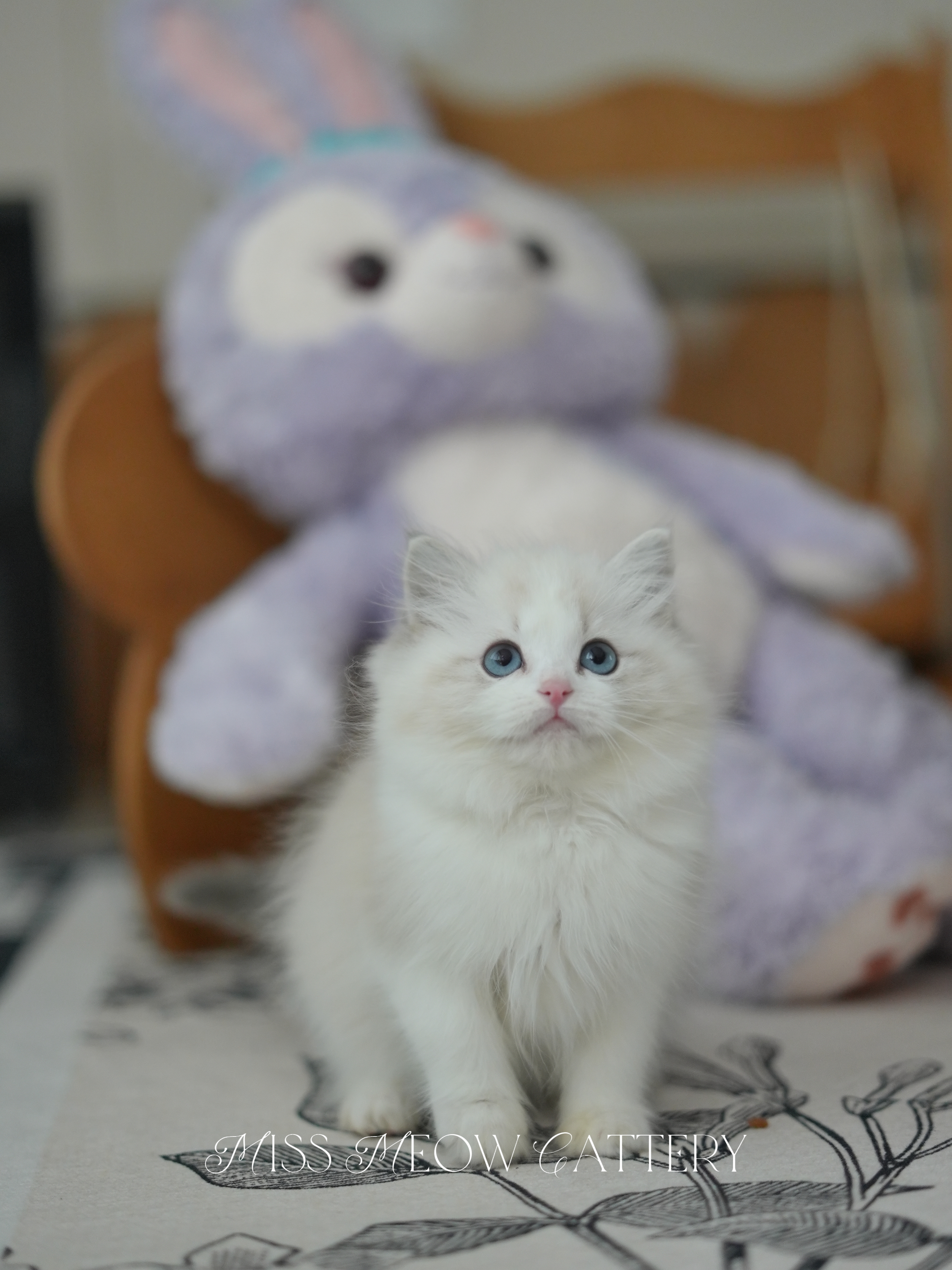 羽清｜Seraphina 照片 1