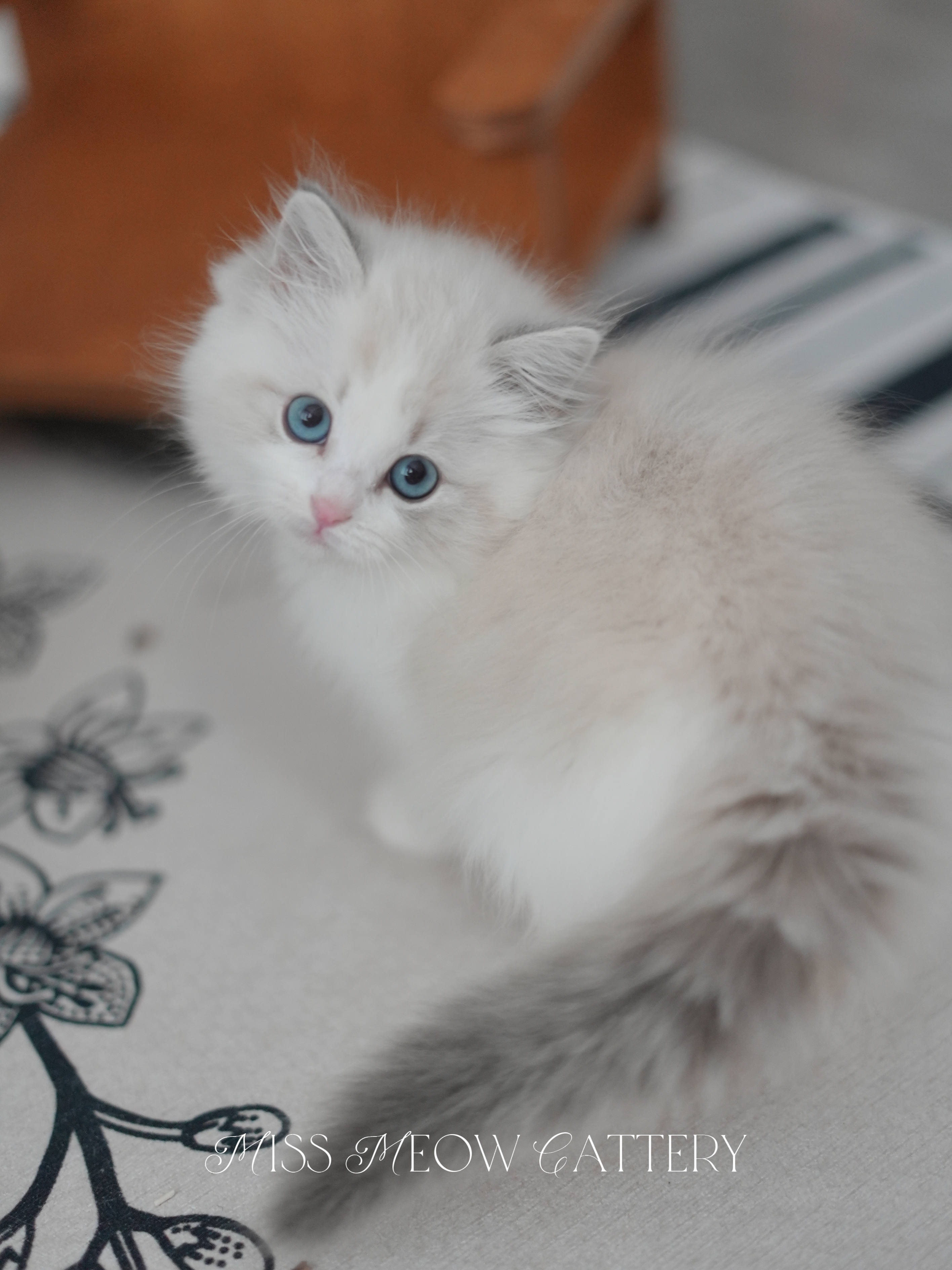 羽清｜Seraphina 照片 2