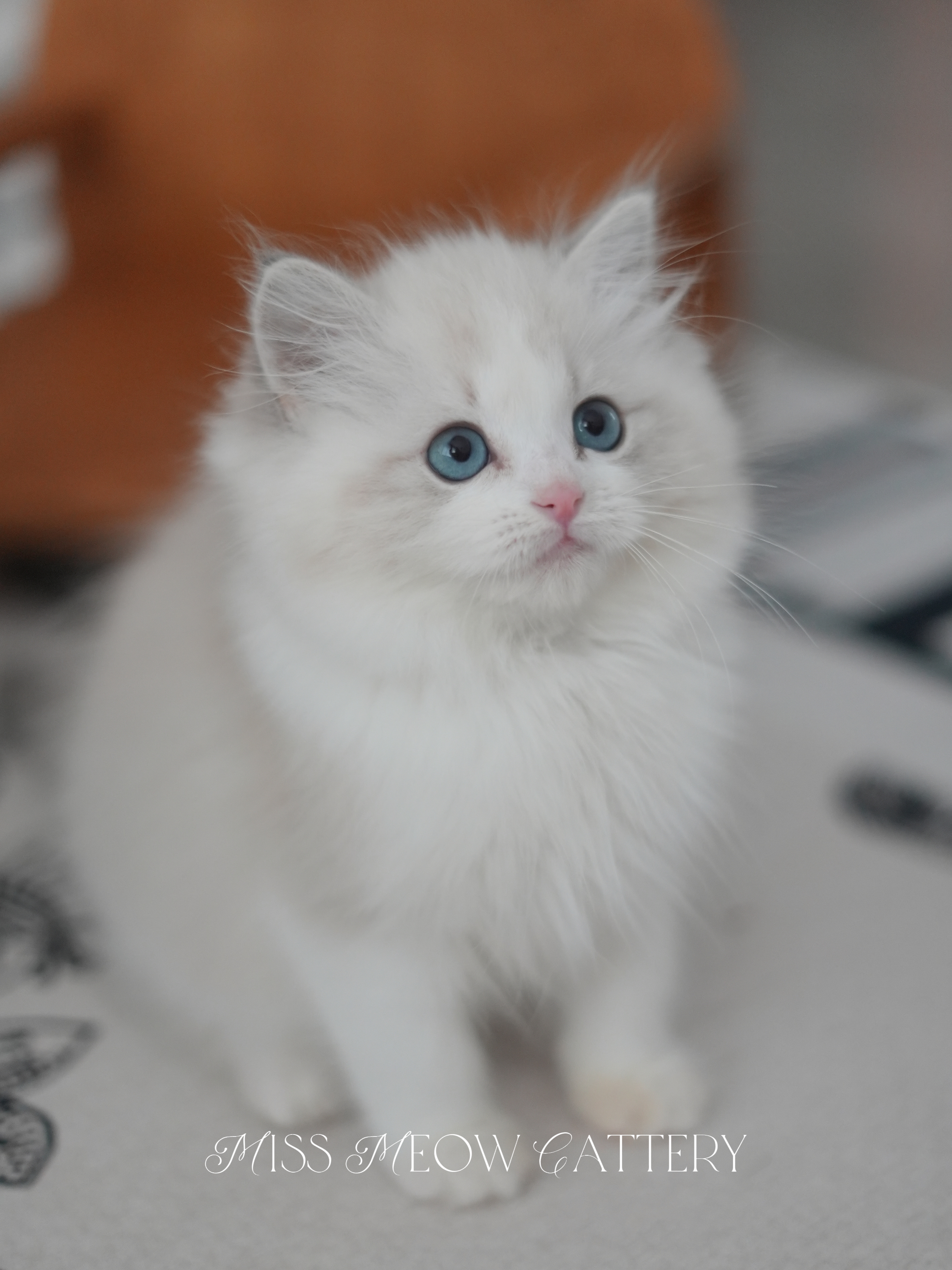 羽清｜Seraphina 照片 3