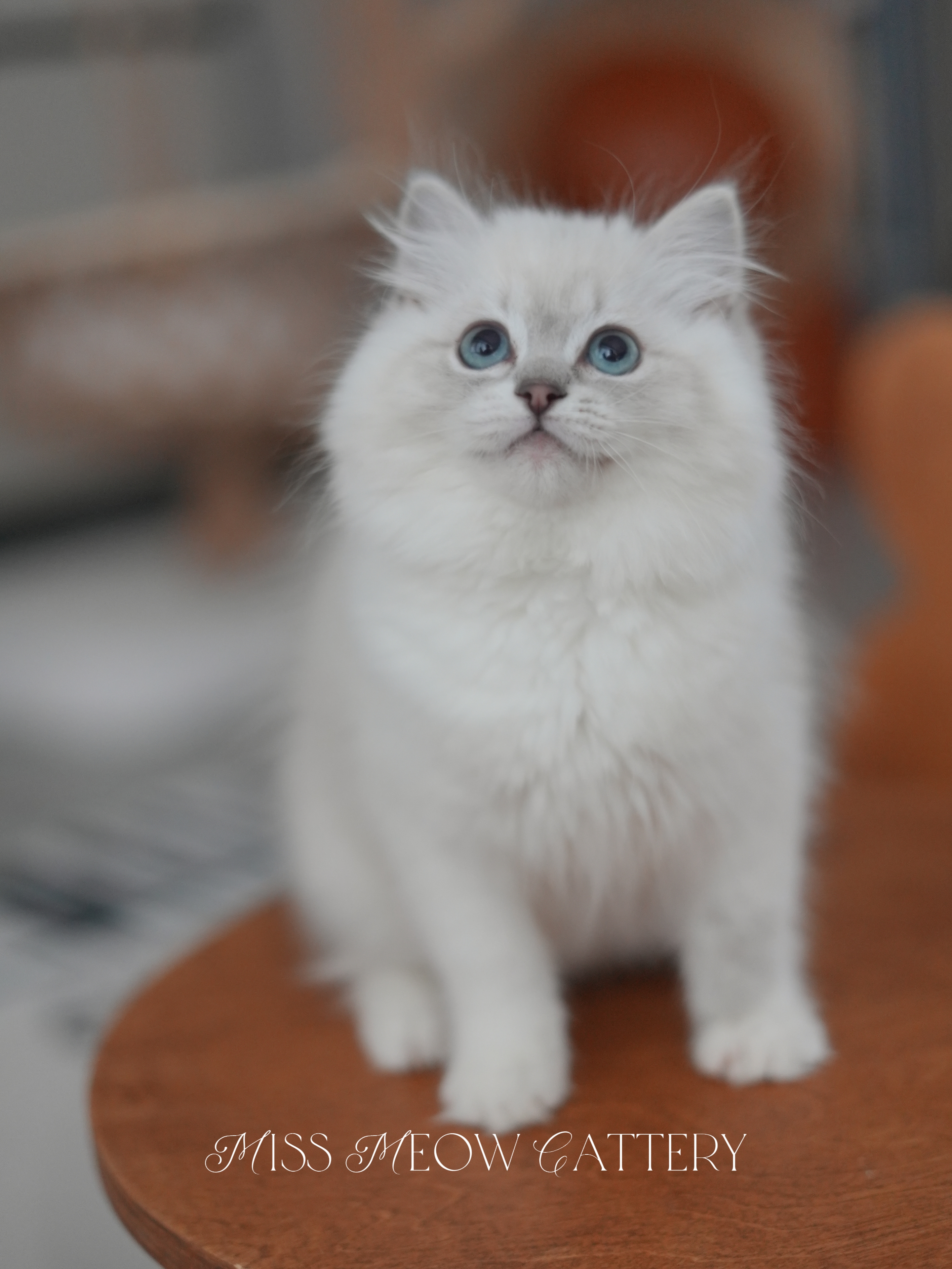 羽棠｜Aviana 照片 4