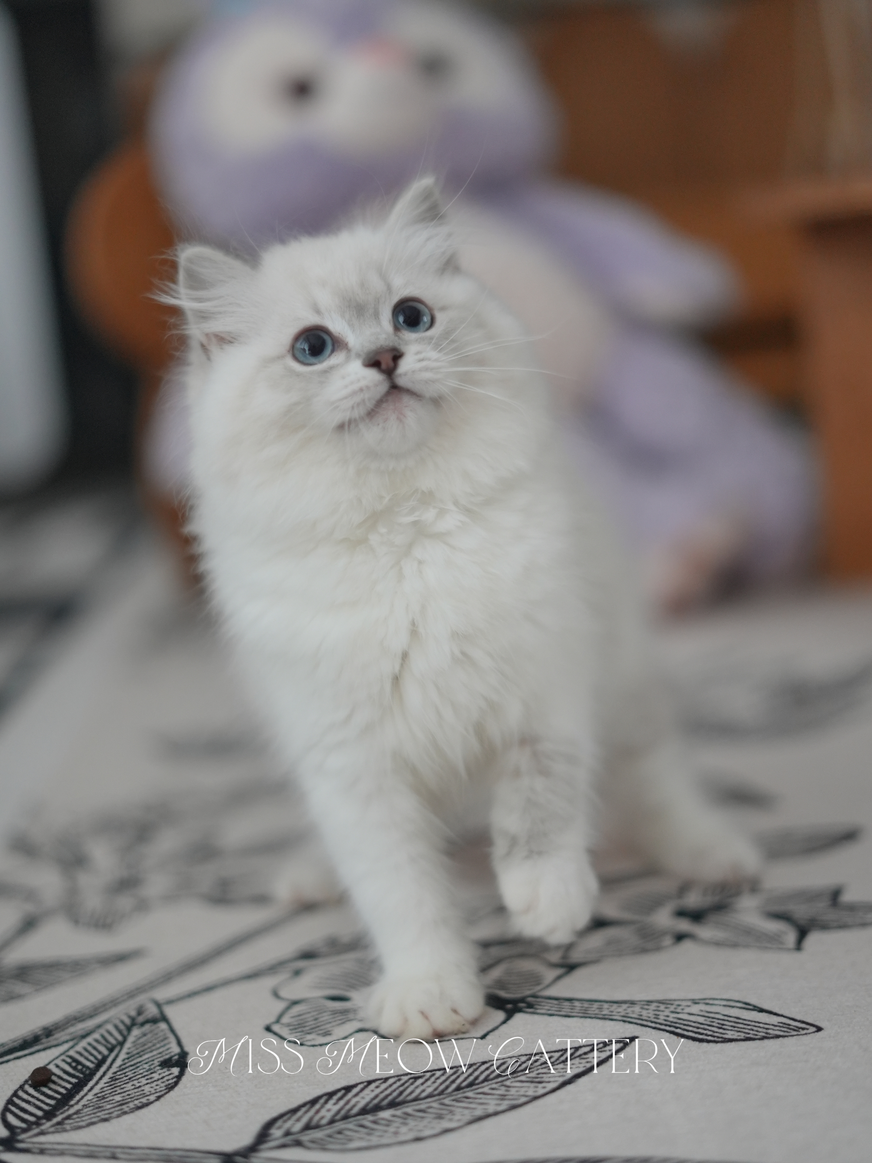 羽棠｜Aviana 照片 5