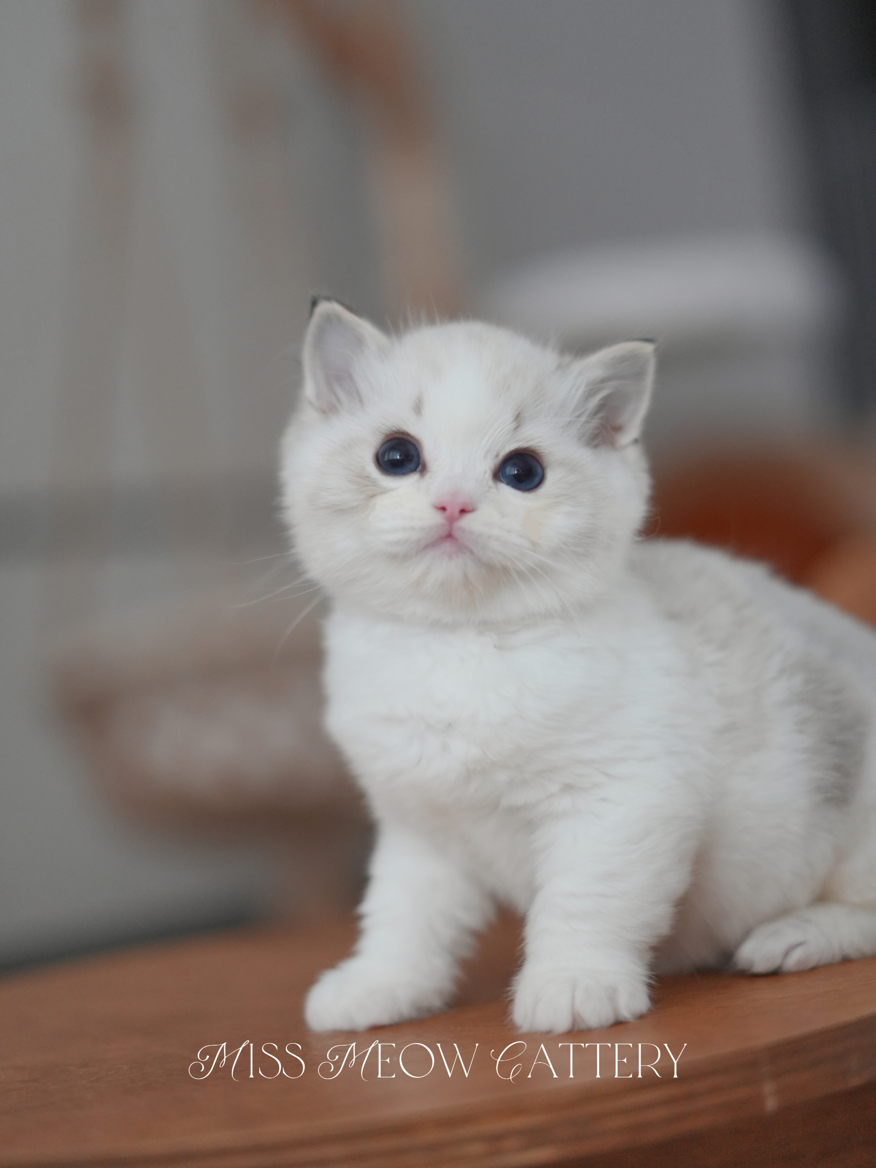 穹晖｜Helios 照片 3