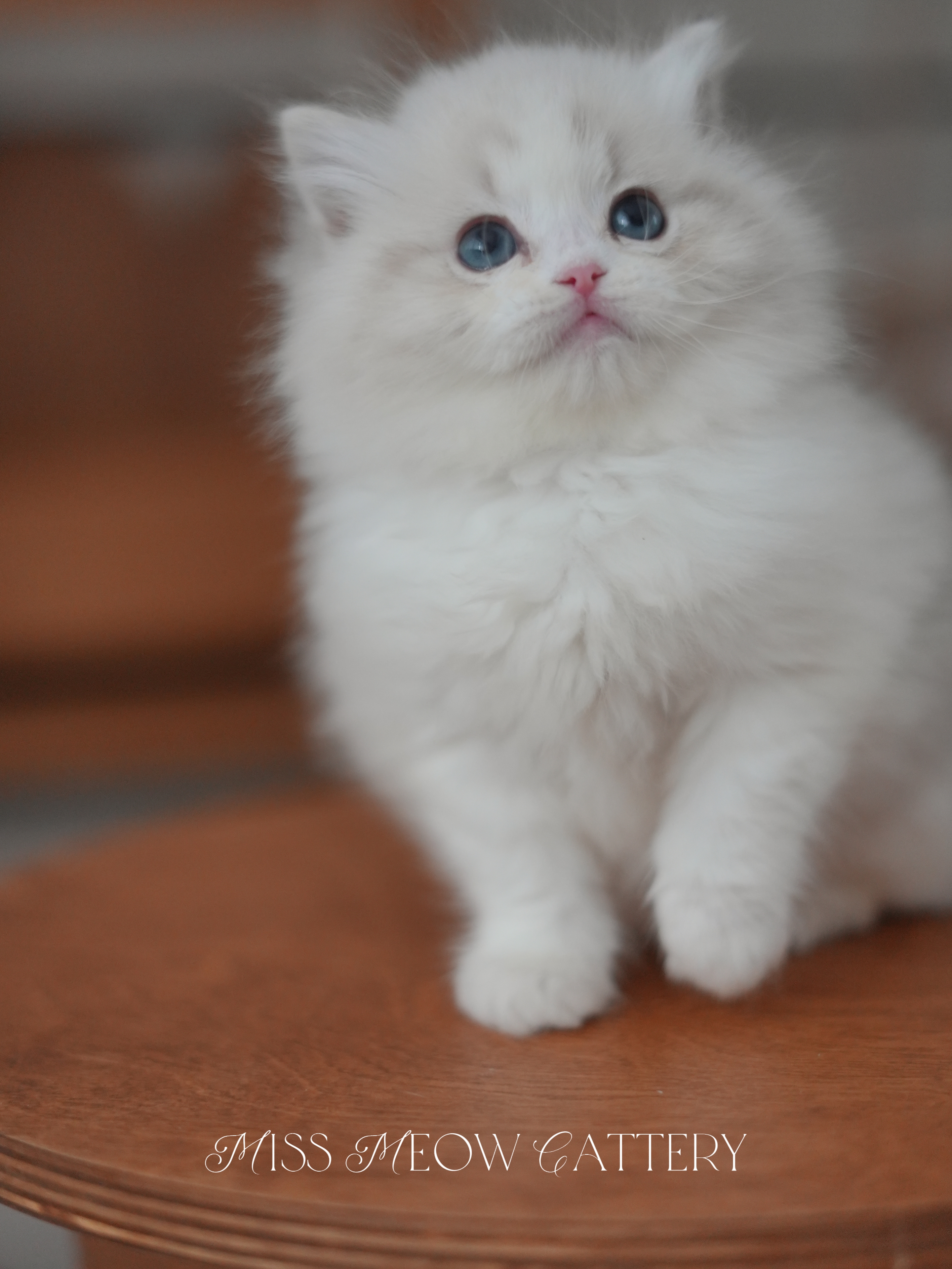 曦辙｜Phaethon 照片 2