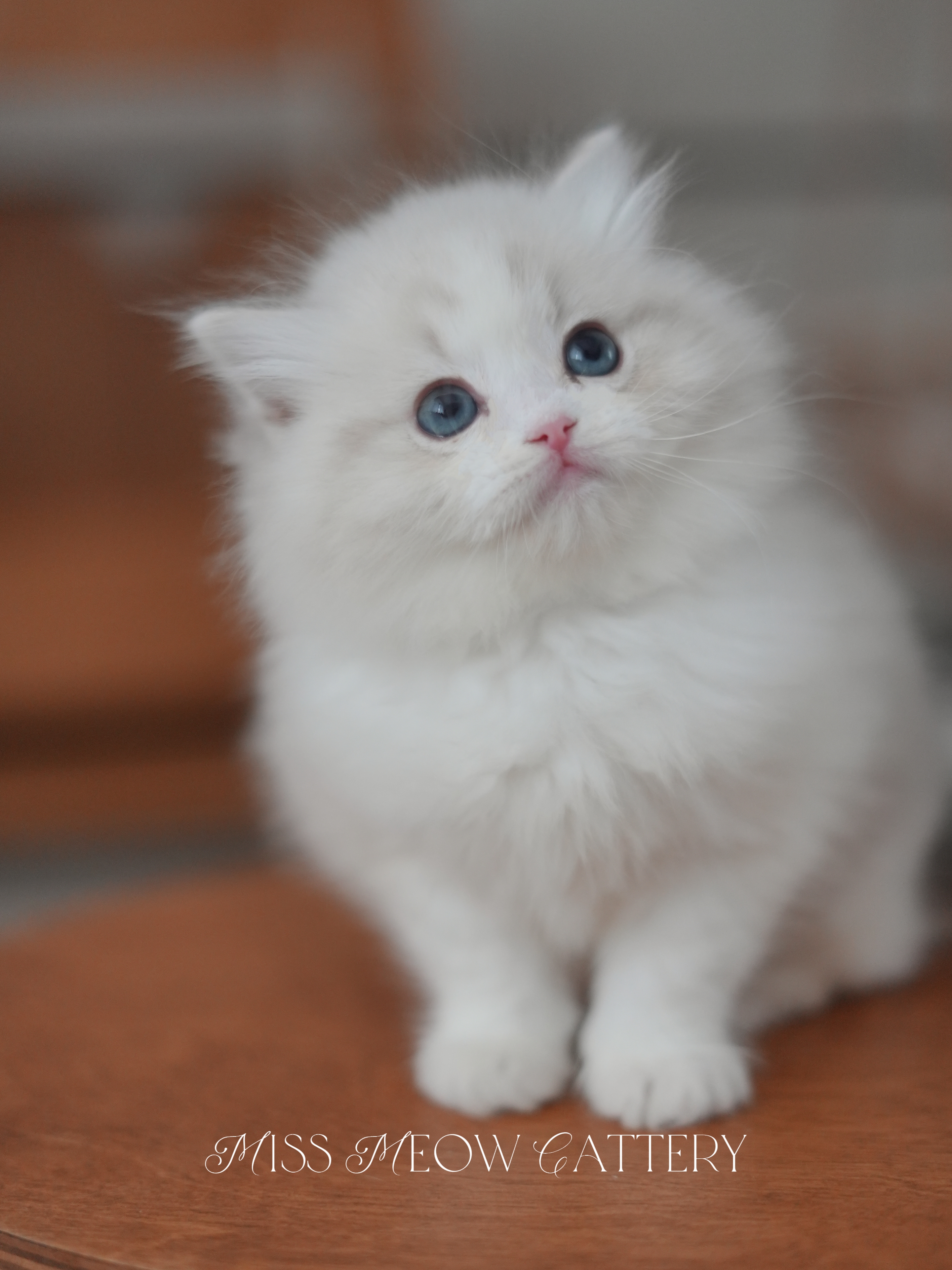 曦辙｜Phaethon 照片 3