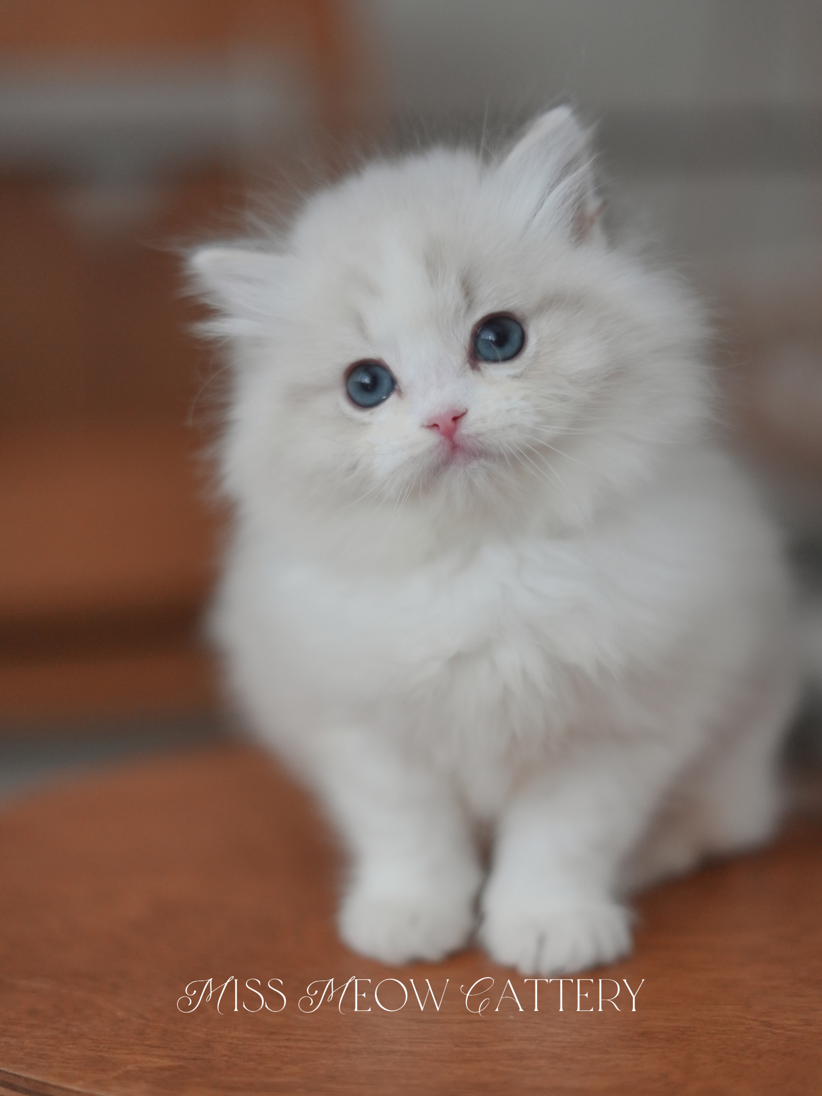 曦辙｜Phaethon 照片 4