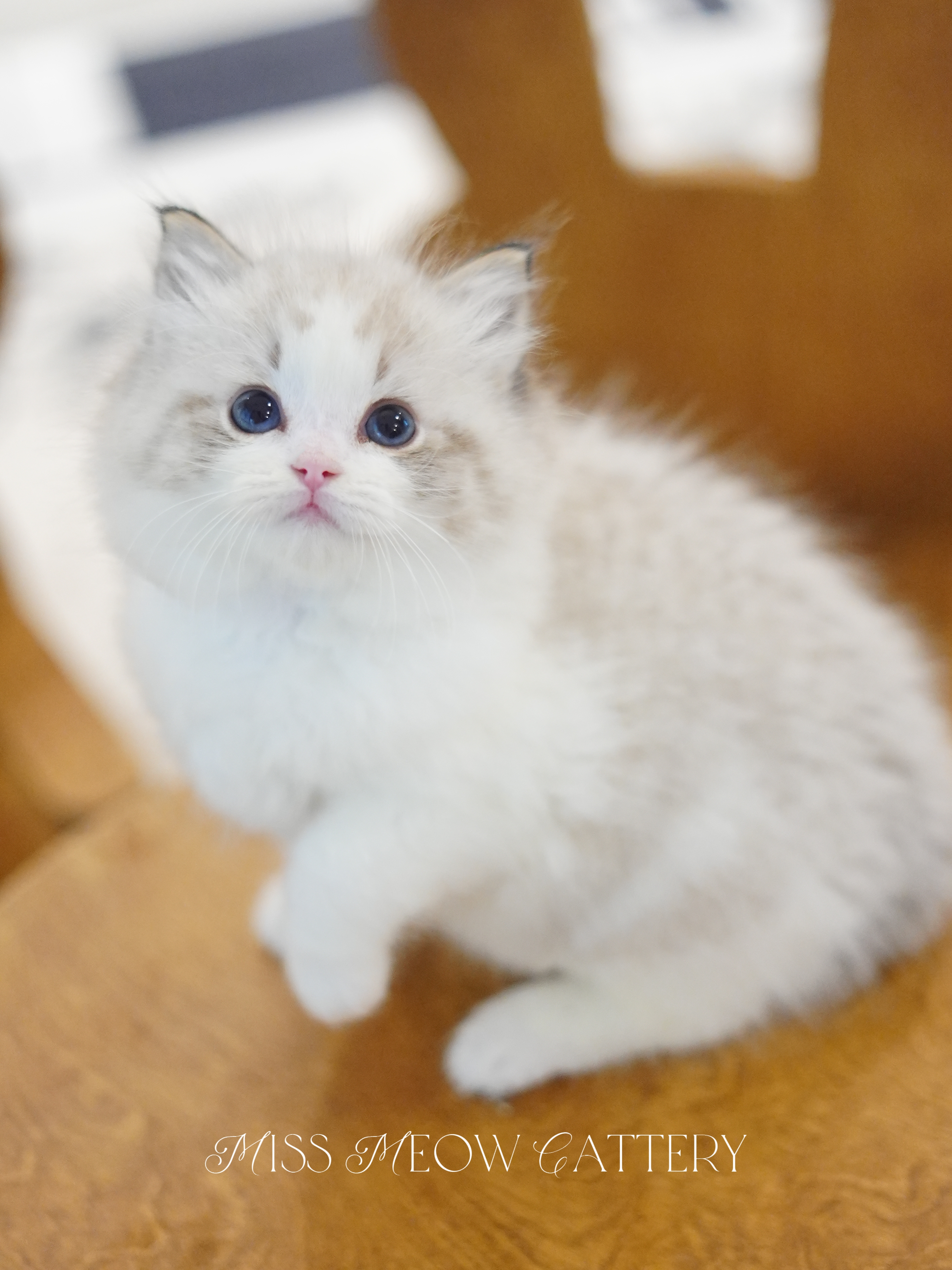 晏昼｜Samson 照片 1