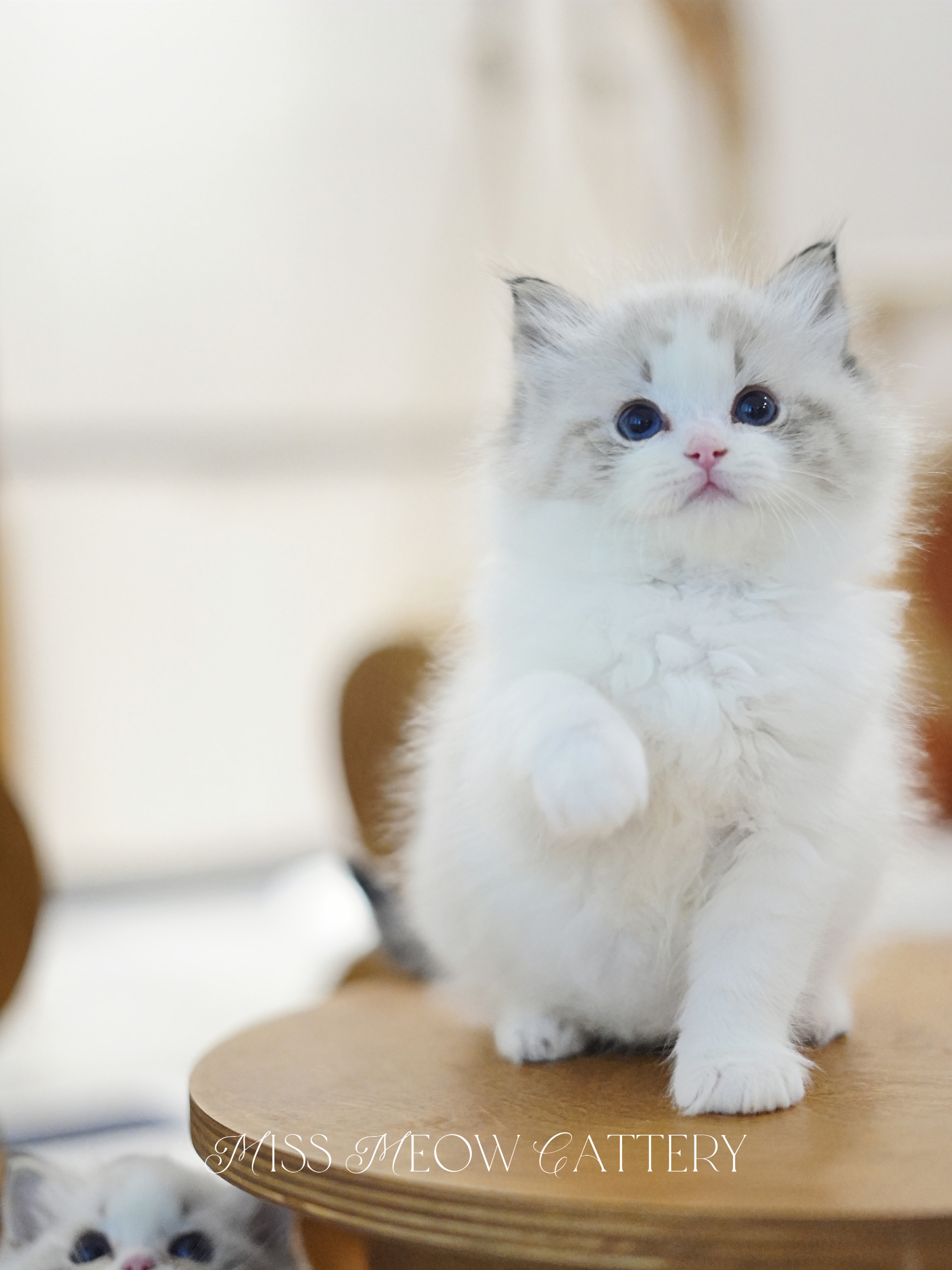 晏昼｜Samson 照片 2